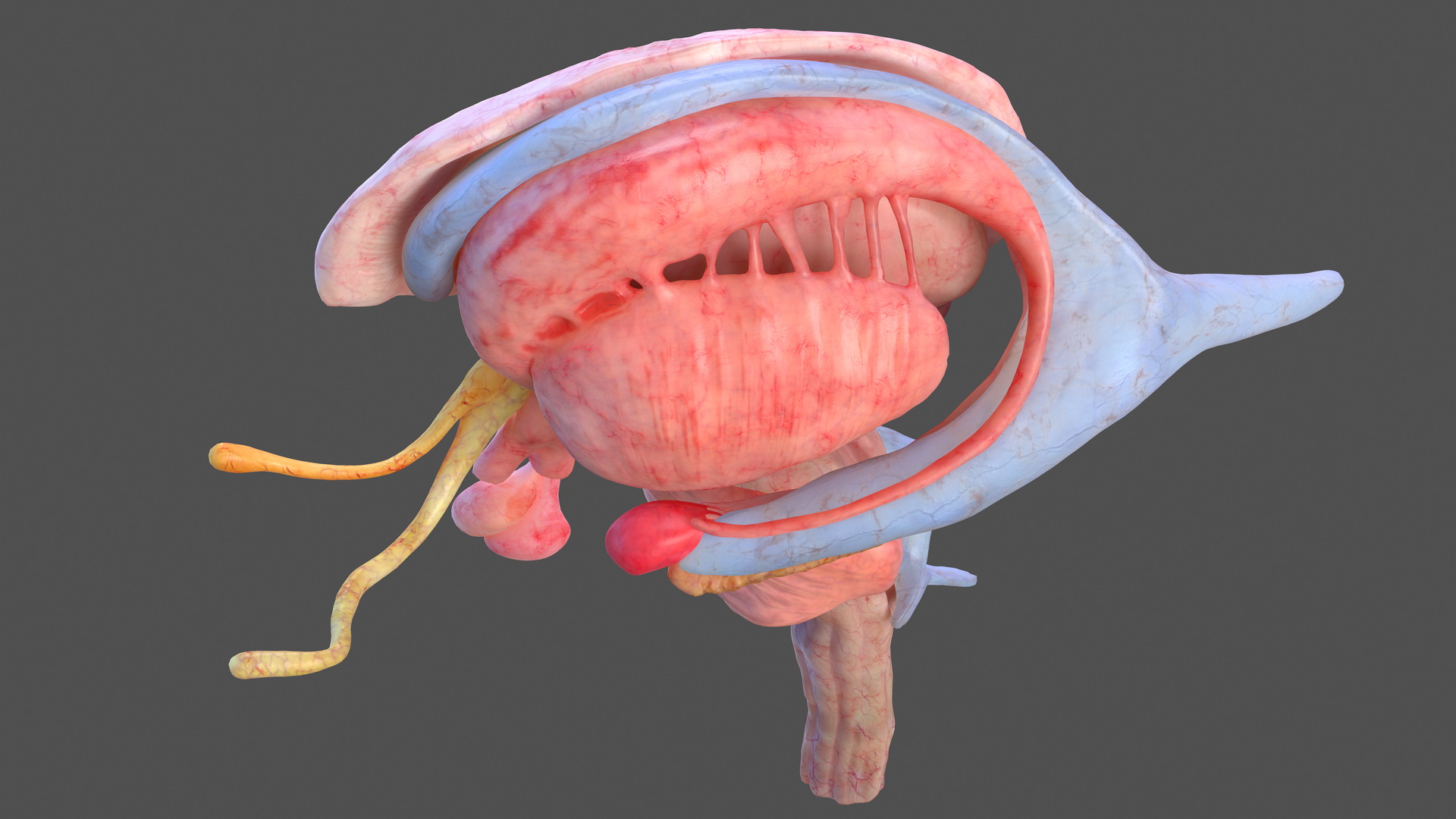 3D model Human Brain Midbrain Left