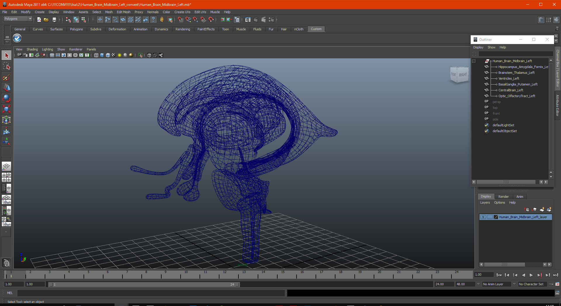 3D model Human Brain Midbrain Left