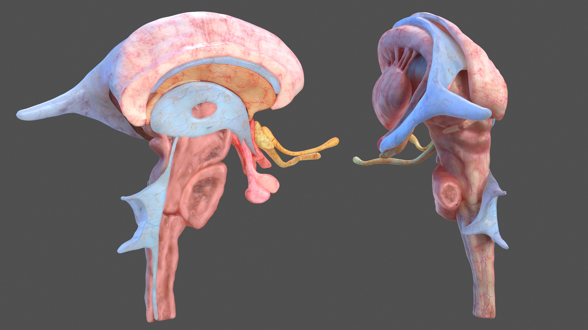 3D model Human Brain Midbrain Left
