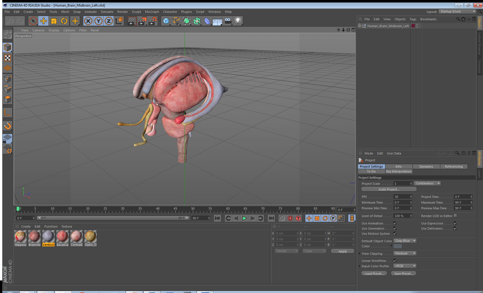 3D model Human Brain Midbrain Left