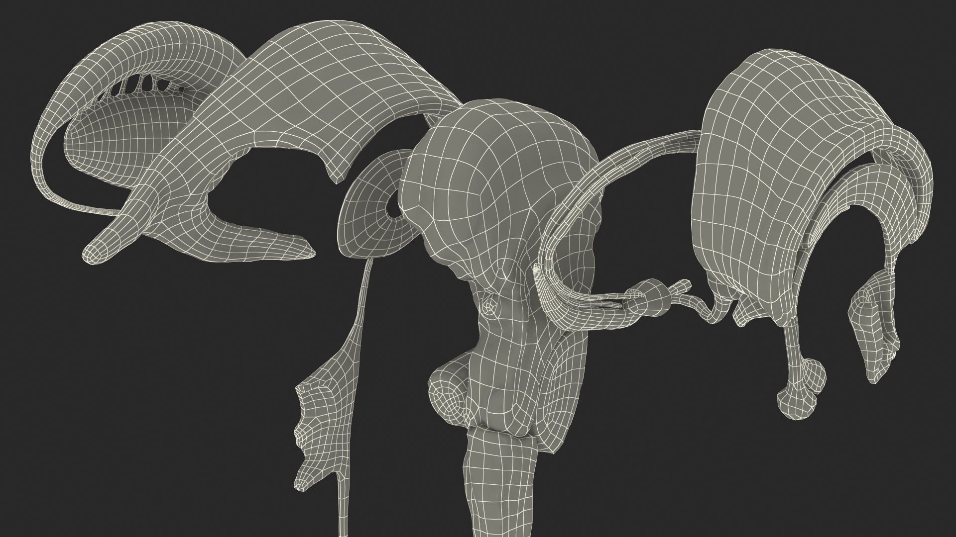 3D model Human Brain Midbrain Left