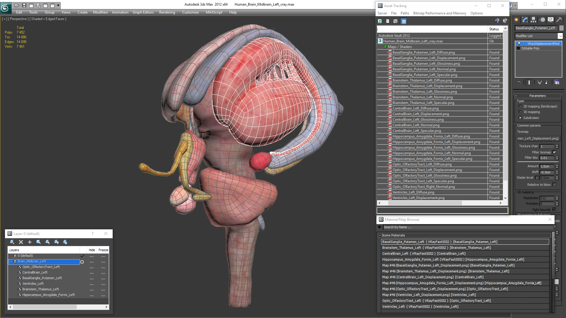 3D model Human Brain Midbrain Left