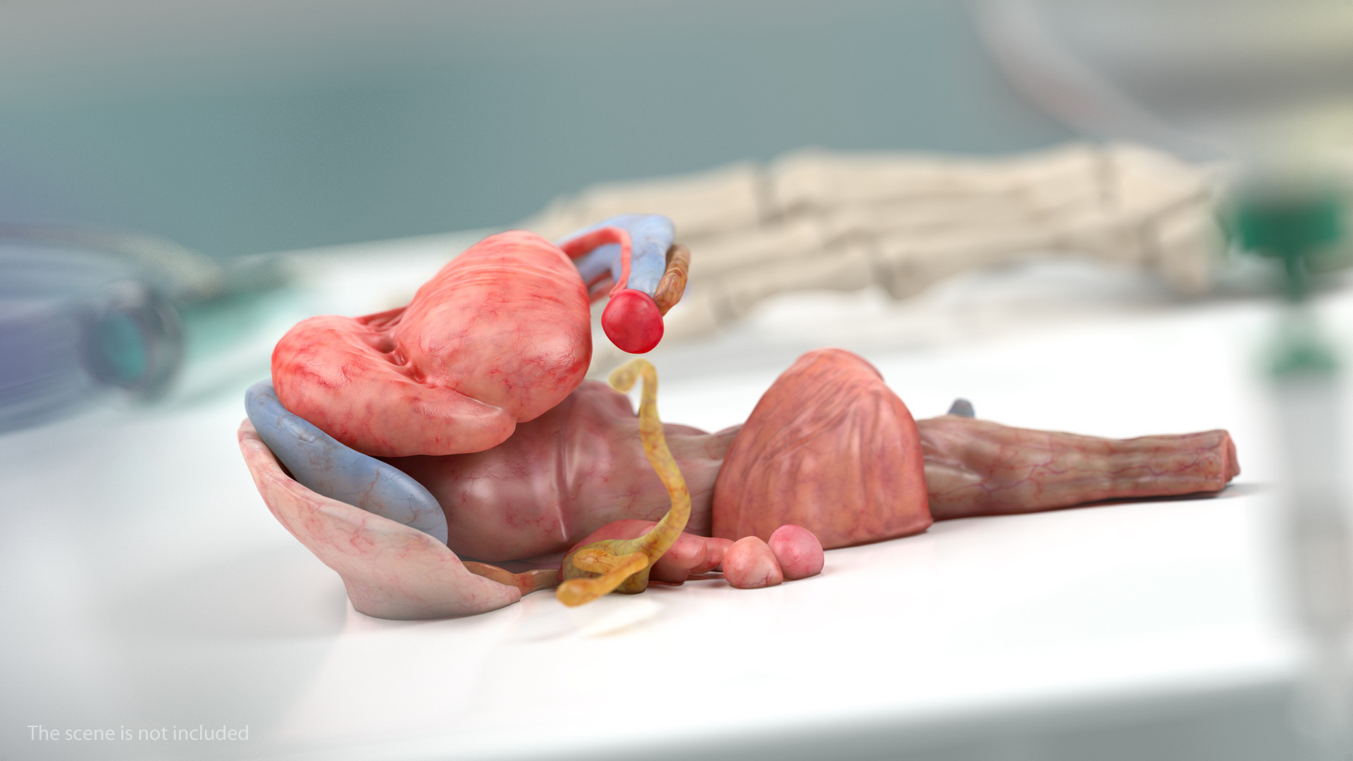 3D model Human Brain Midbrain Left