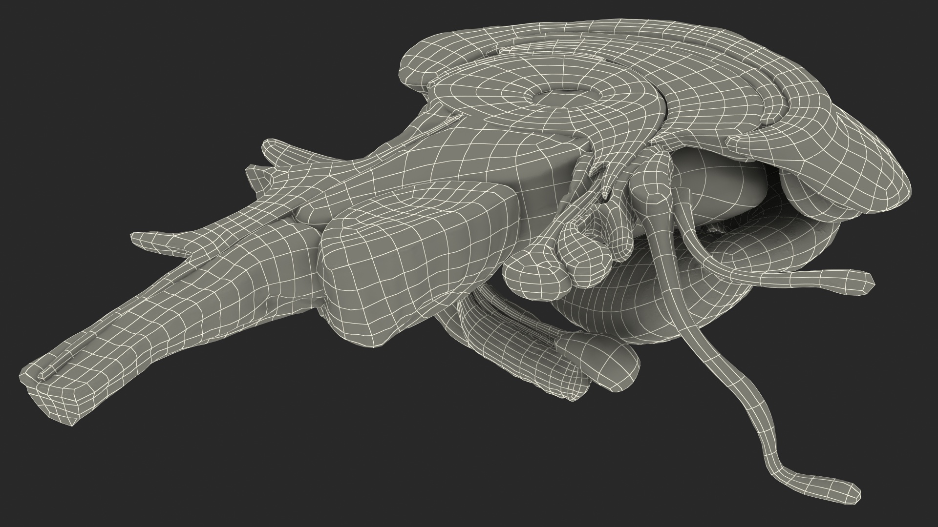 3D model Human Brain Midbrain Left