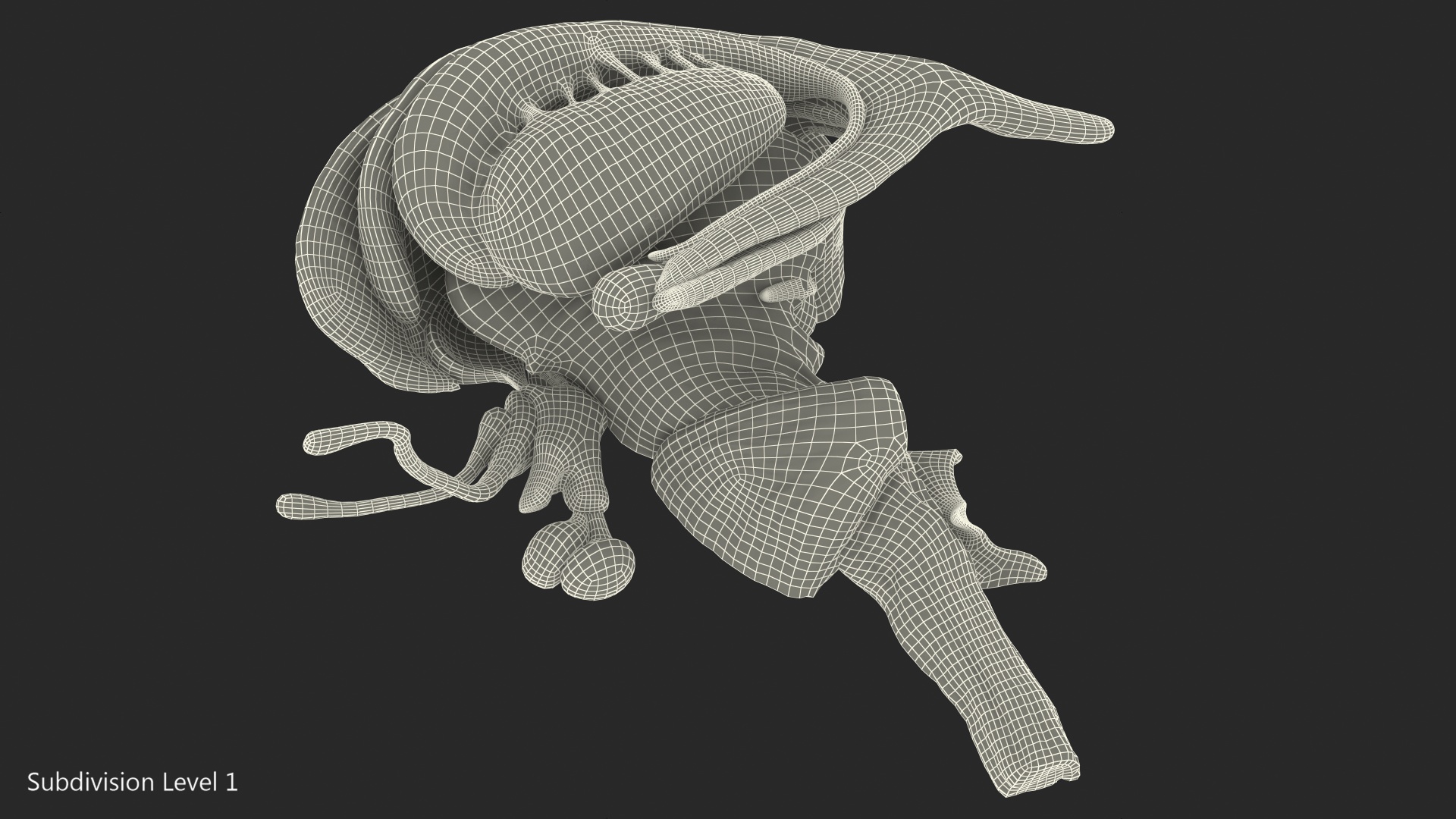 3D model Human Brain Midbrain Left