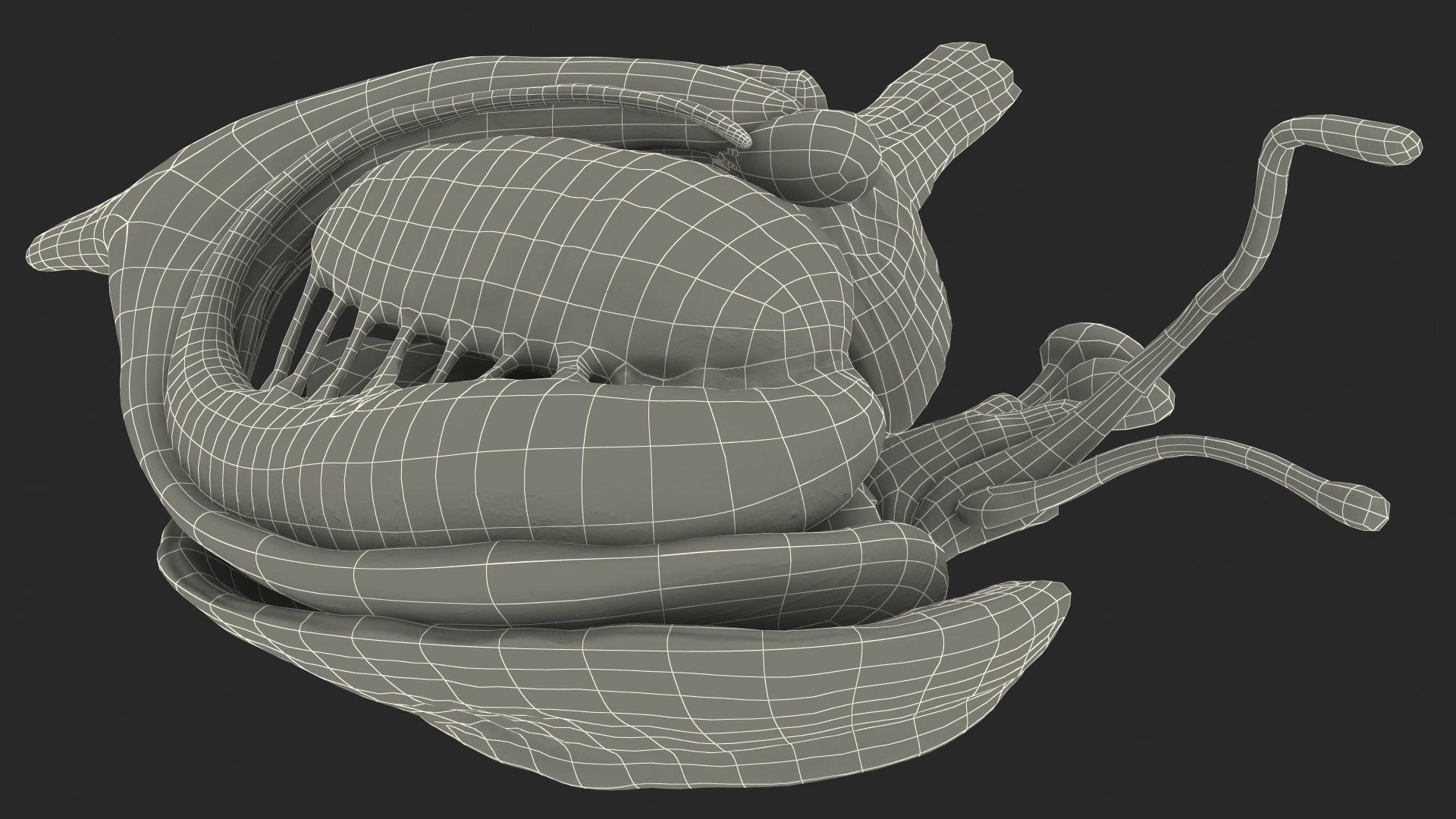 3D model Human Brain Midbrain Left