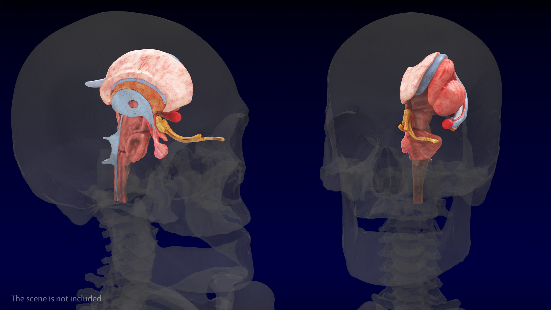 3D model Human Brain Midbrain Left