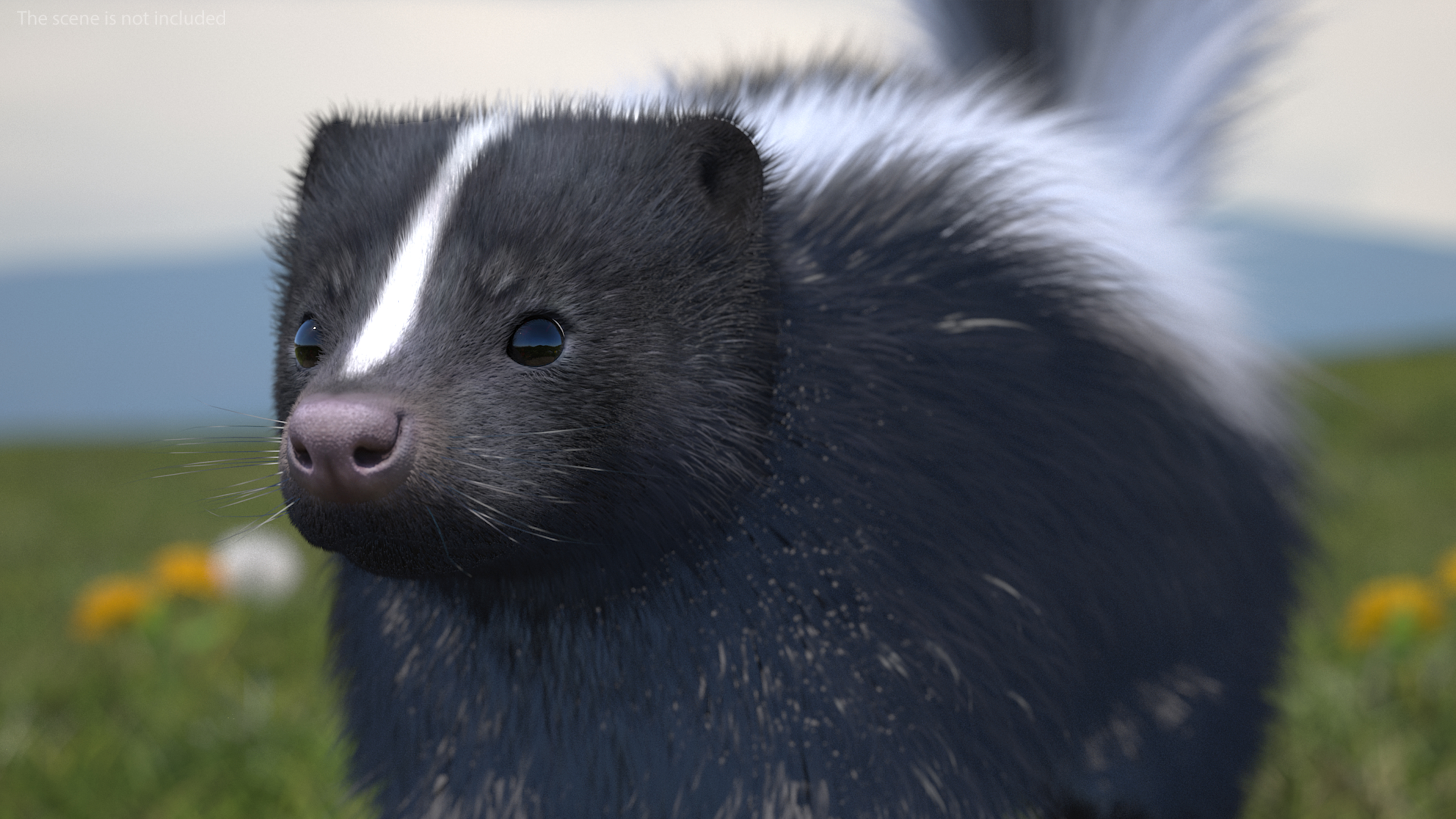 Skunk Fur 3D model