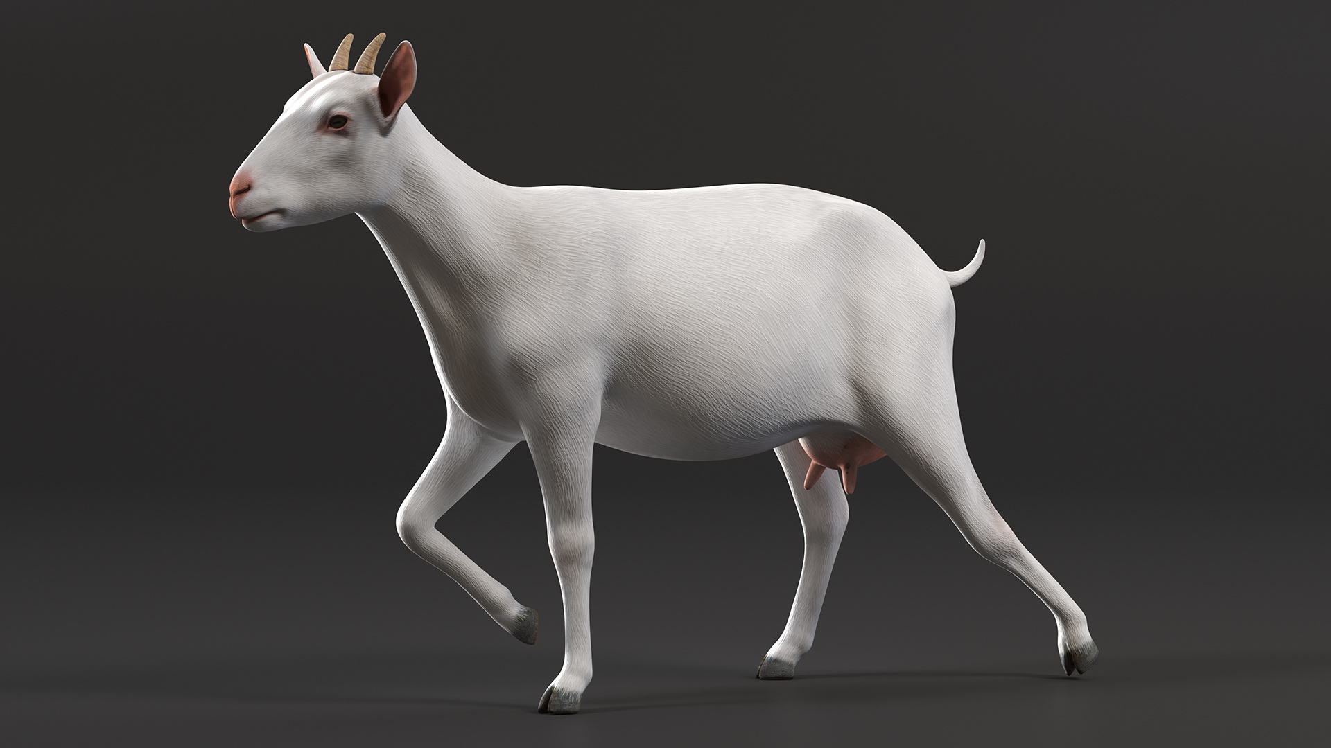 3D White Goat Walking model