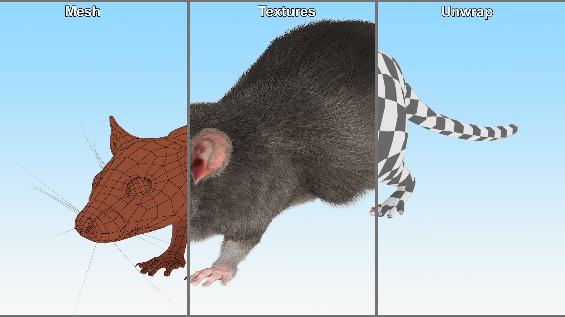 Realistic Rat with Fur 3D