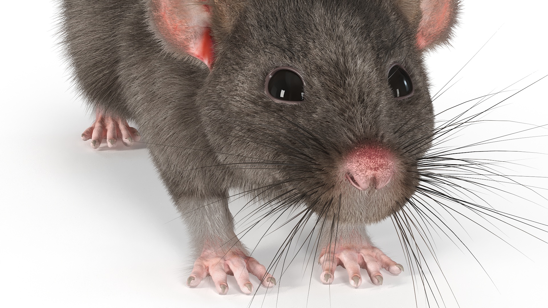 Realistic Rat with Fur 3D