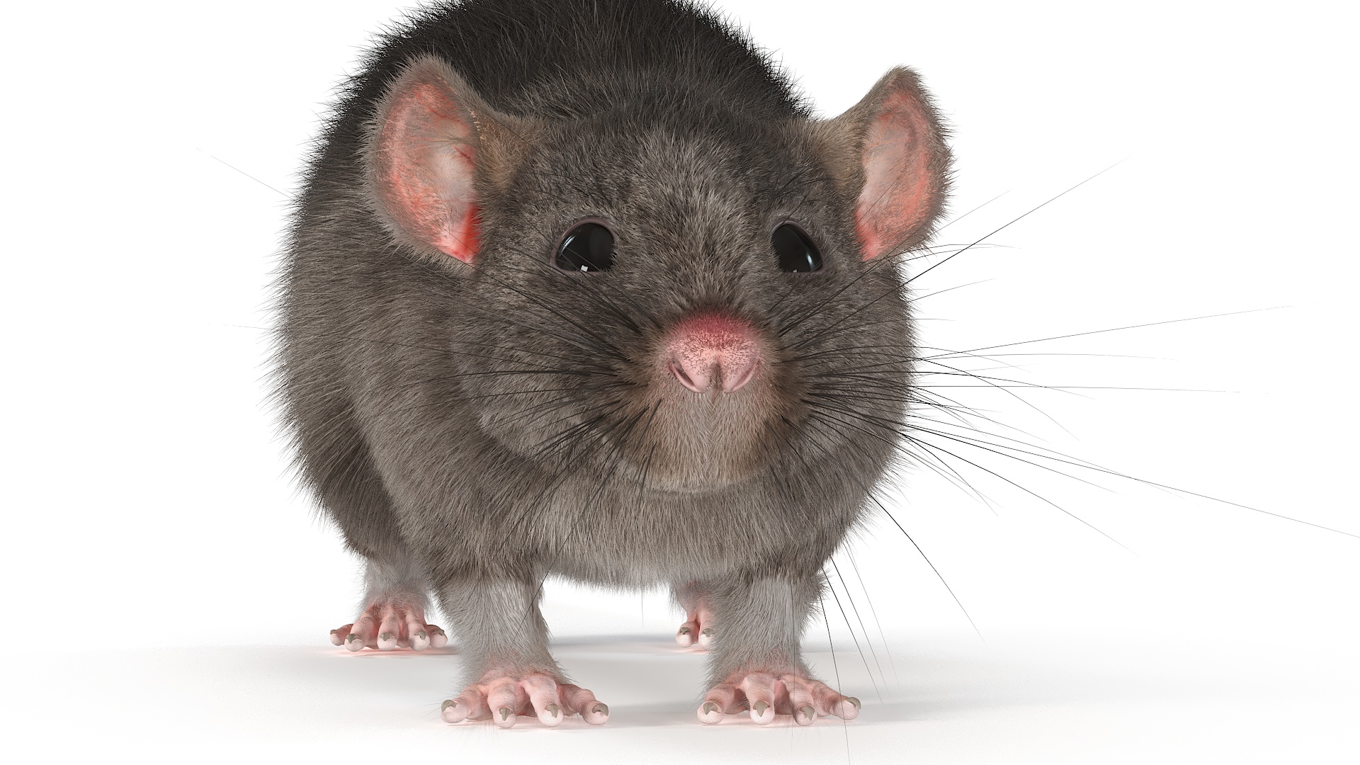 Realistic Rat with Fur 3D