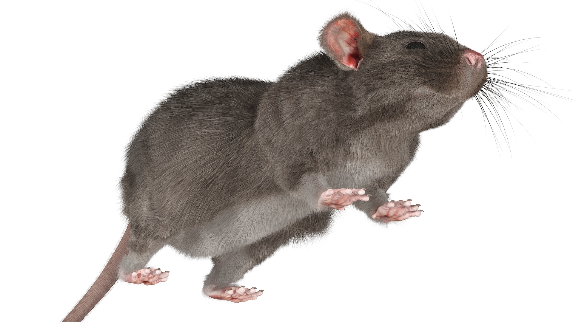 Realistic Rat with Fur 3D