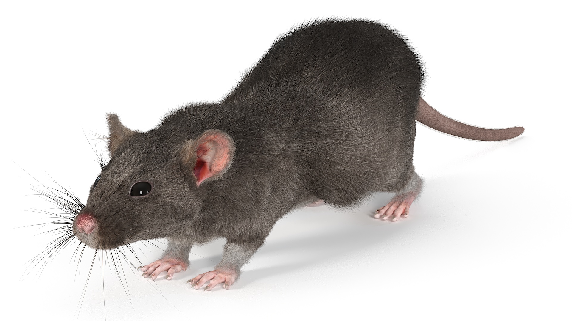Realistic Rat with Fur 3D
