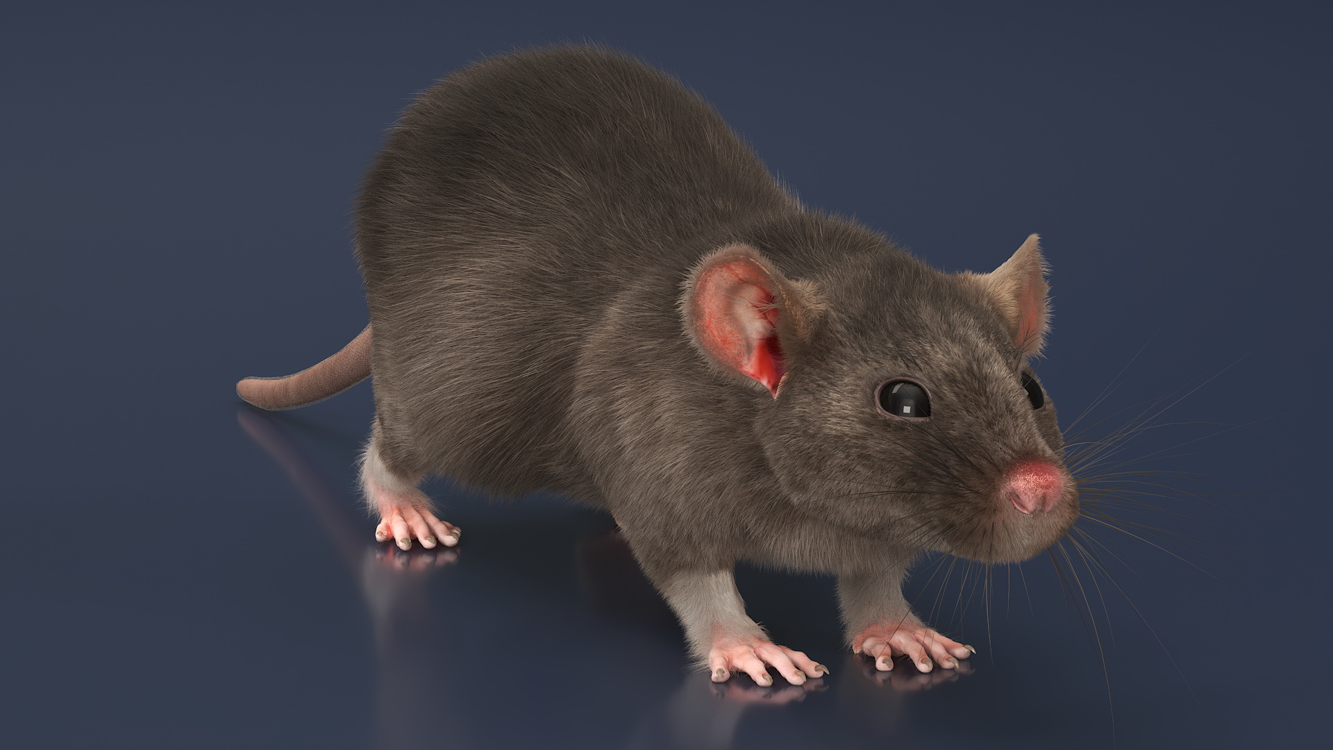Realistic Rat with Fur 3D