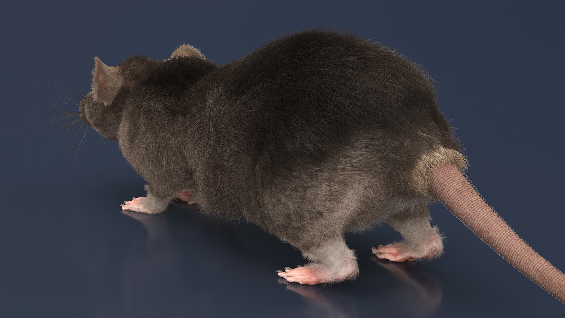 Realistic Rat with Fur 3D