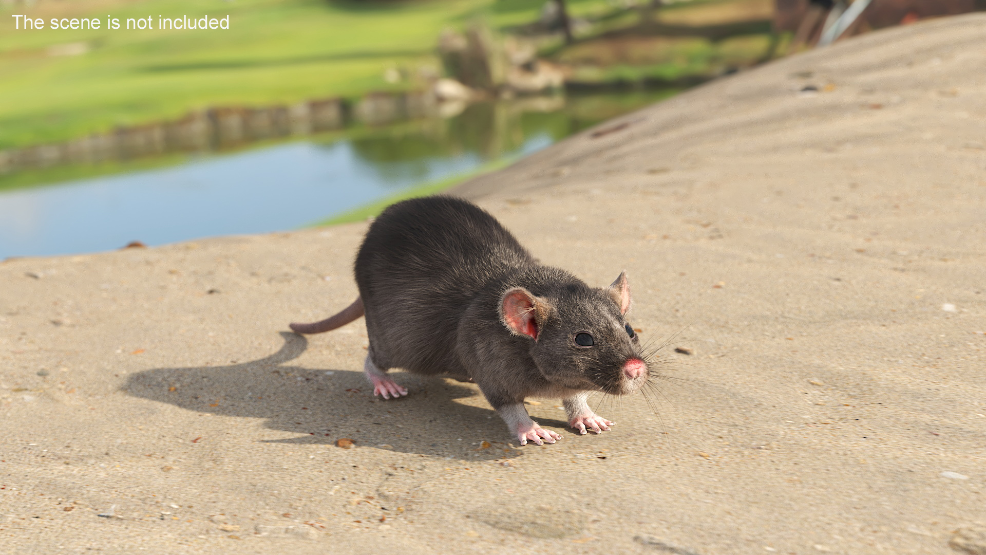 Realistic Rat with Fur 3D