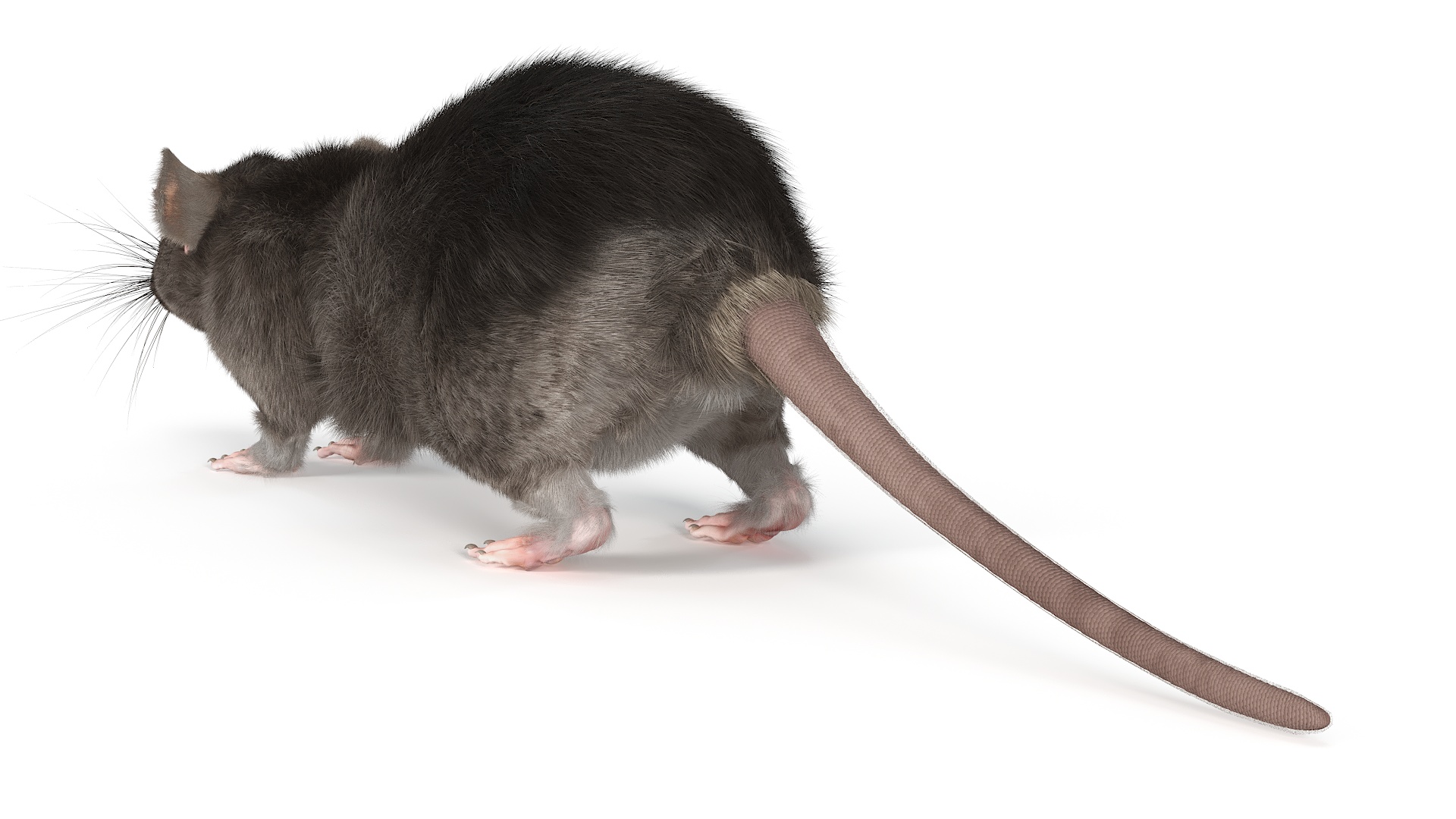 Realistic Rat with Fur 3D