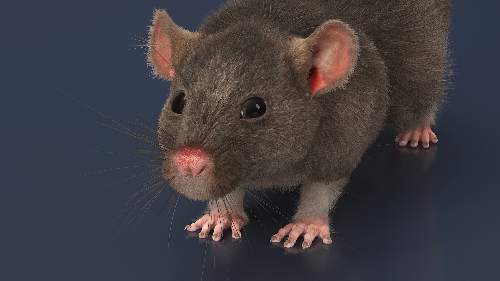 Realistic Rat with Fur 3D