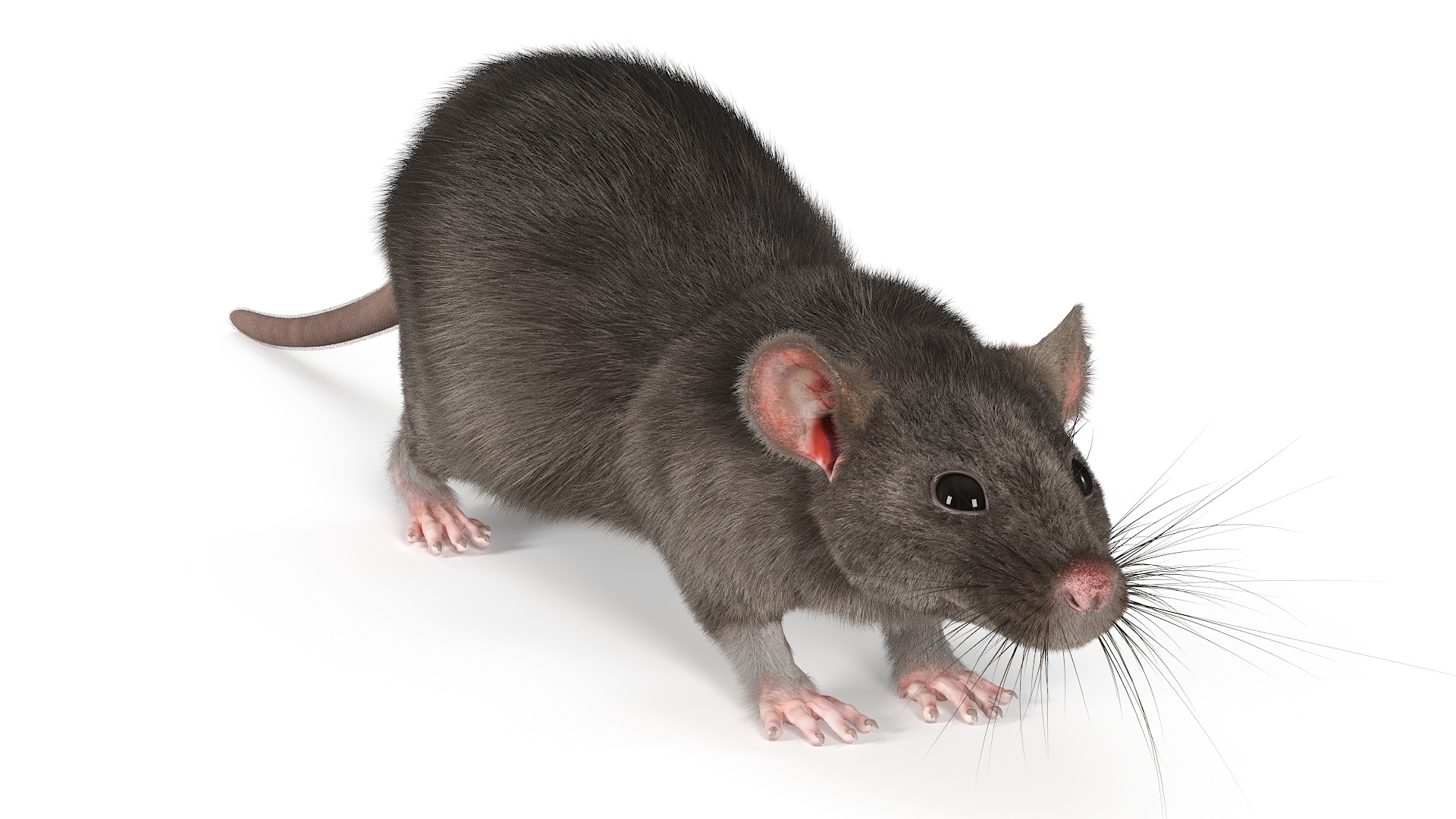 Realistic Rat with Fur 3D