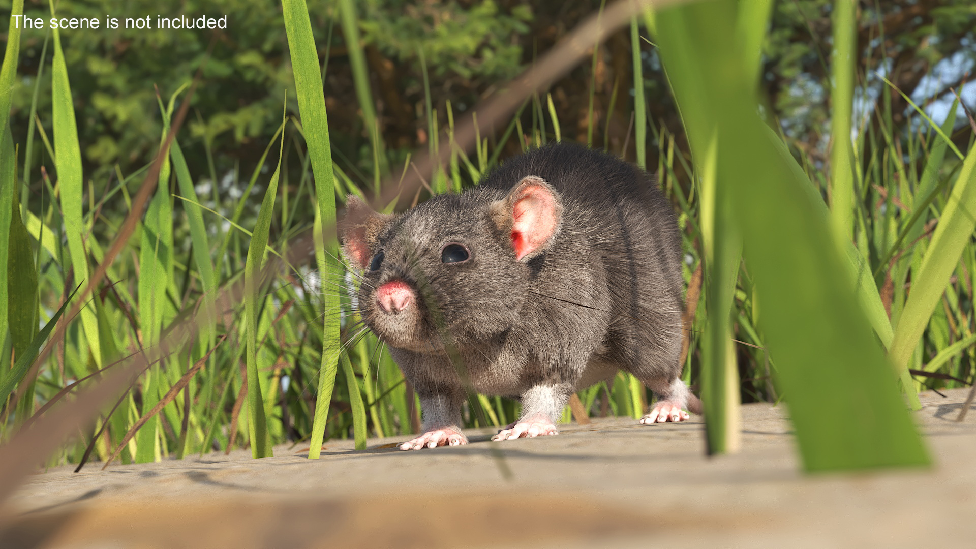 Realistic Rat with Fur 3D