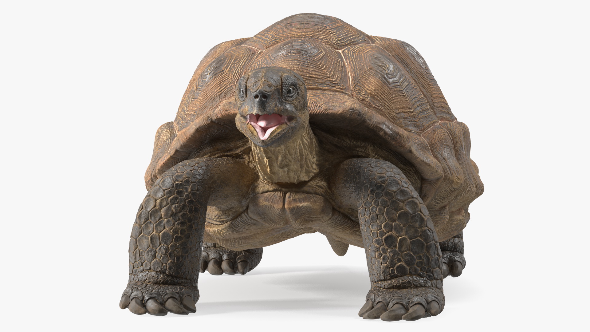 3D Aldabrachelys Gigantea Rigged for Cinema 4D model