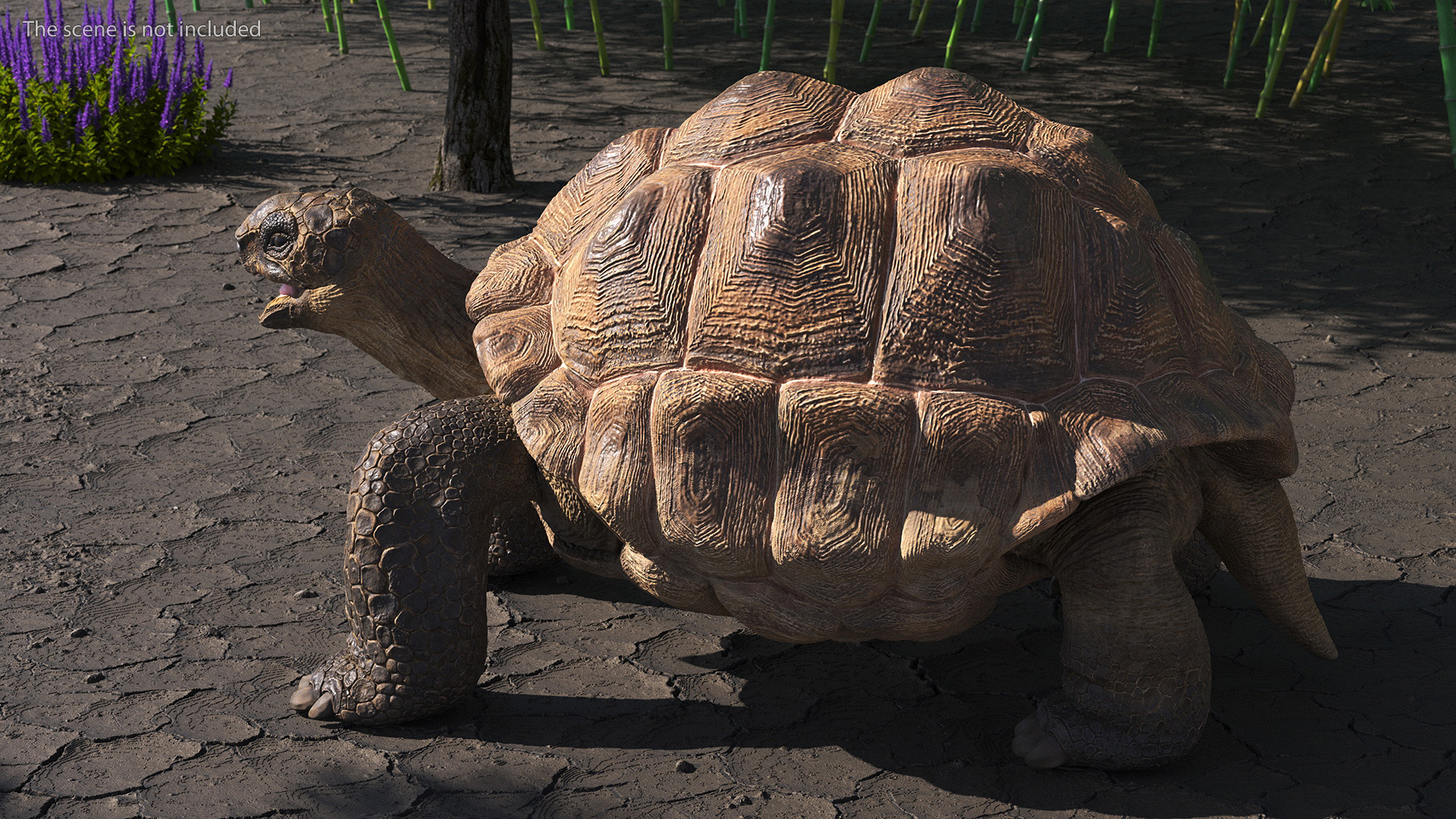 3D Aldabrachelys Gigantea Rigged for Cinema 4D model