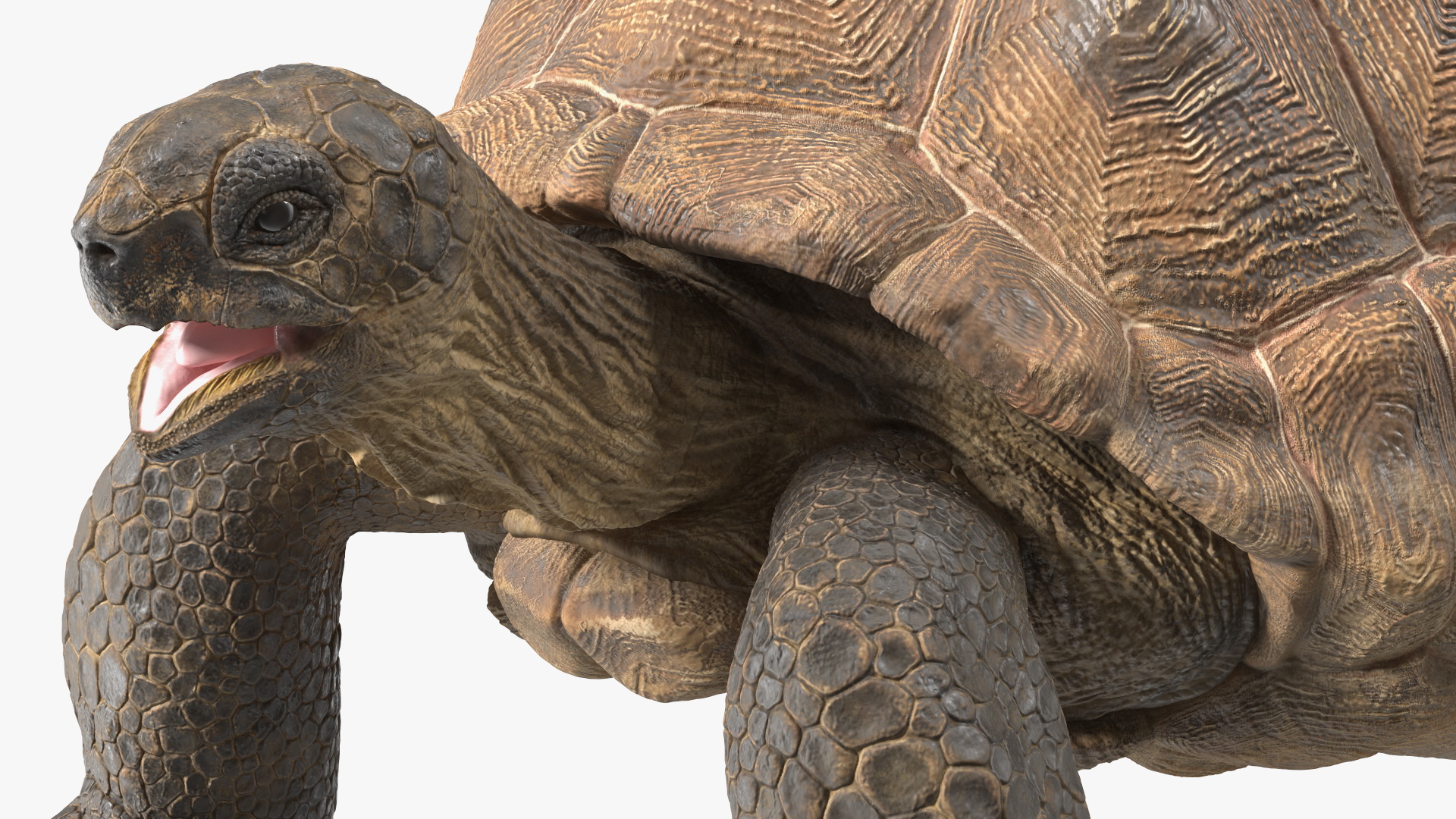 3D Aldabrachelys Gigantea Rigged for Cinema 4D model