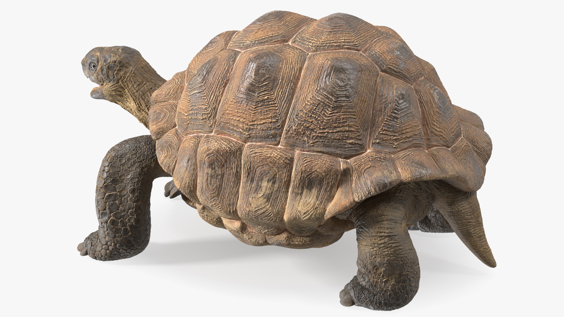 3D Aldabrachelys Gigantea Rigged for Cinema 4D model