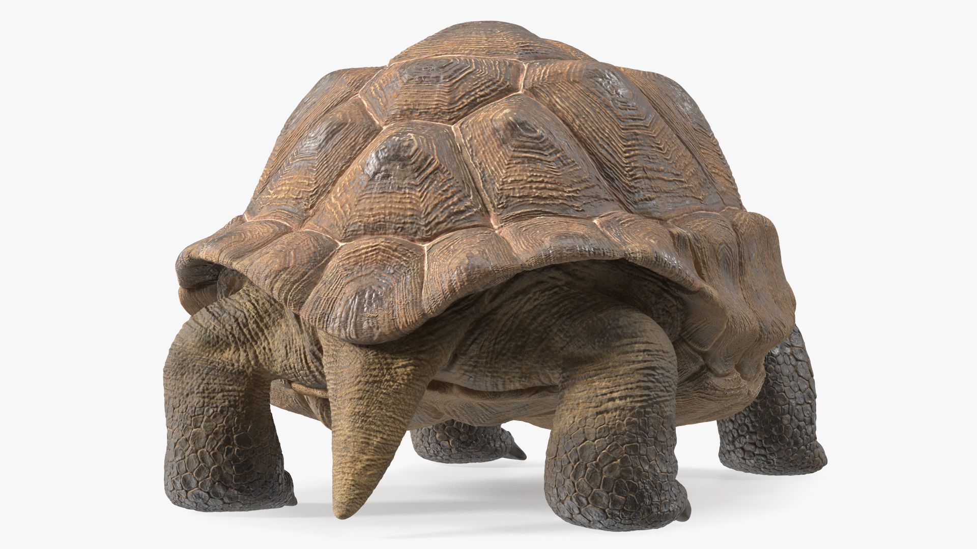 3D Aldabrachelys Gigantea Rigged for Cinema 4D model