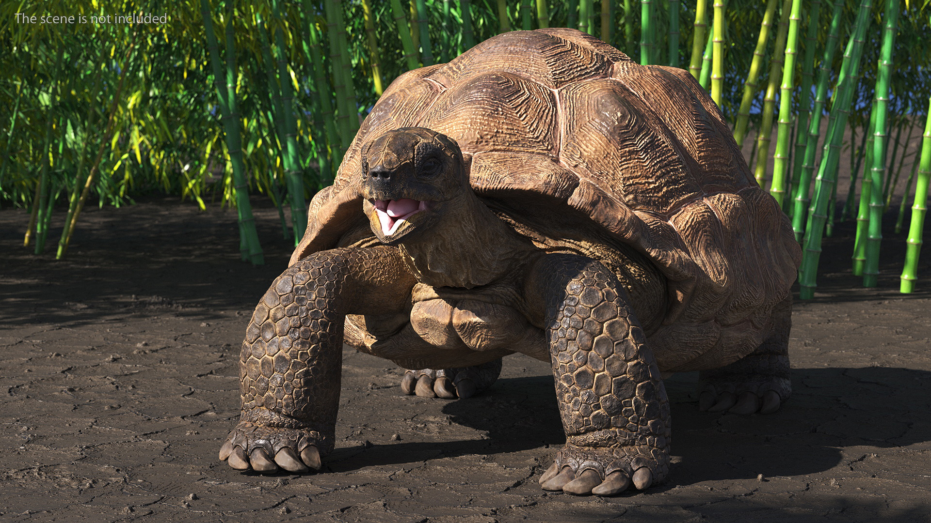 3D Aldabrachelys Gigantea Rigged for Cinema 4D model