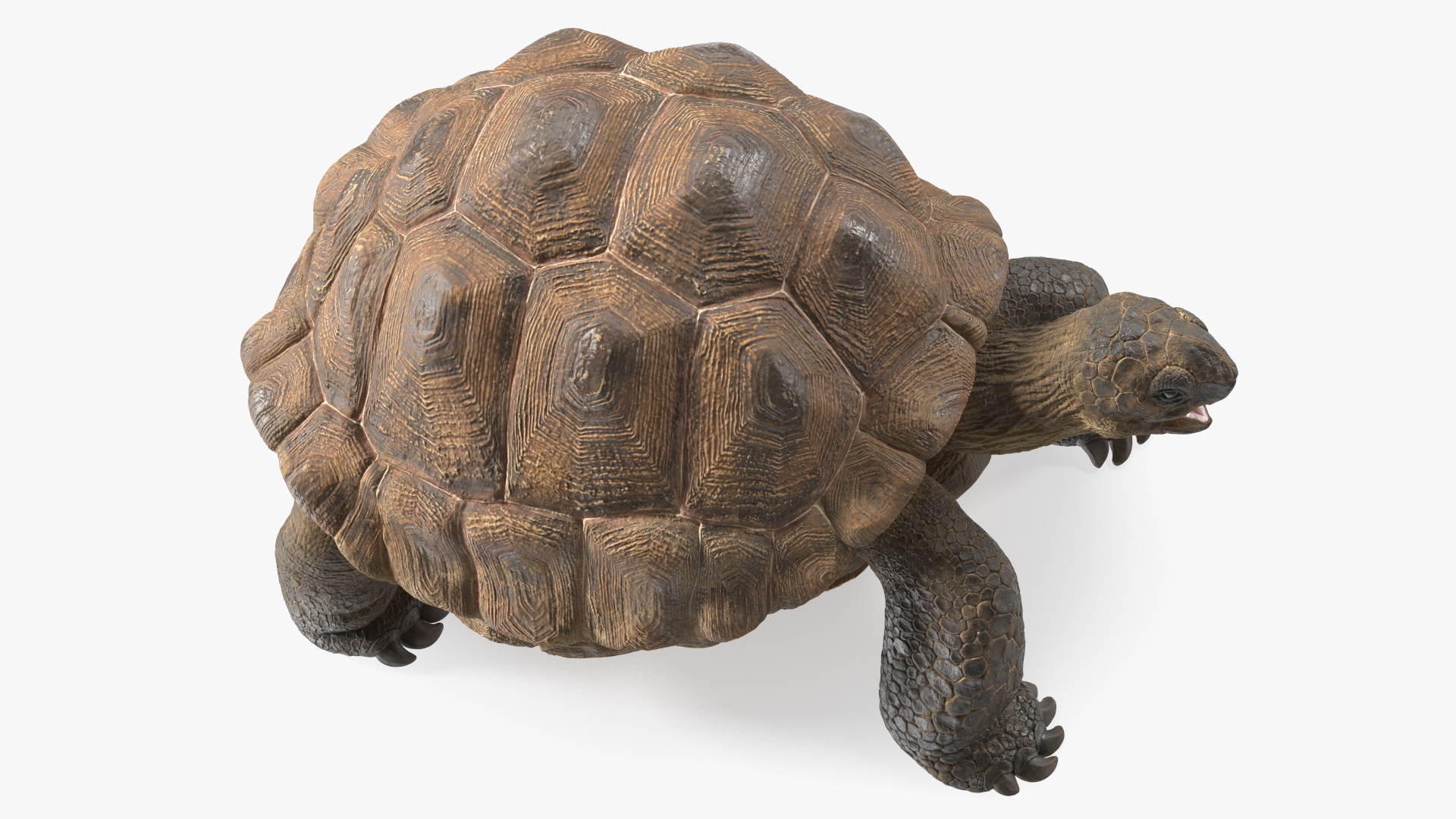 3D Aldabrachelys Gigantea Rigged for Cinema 4D model