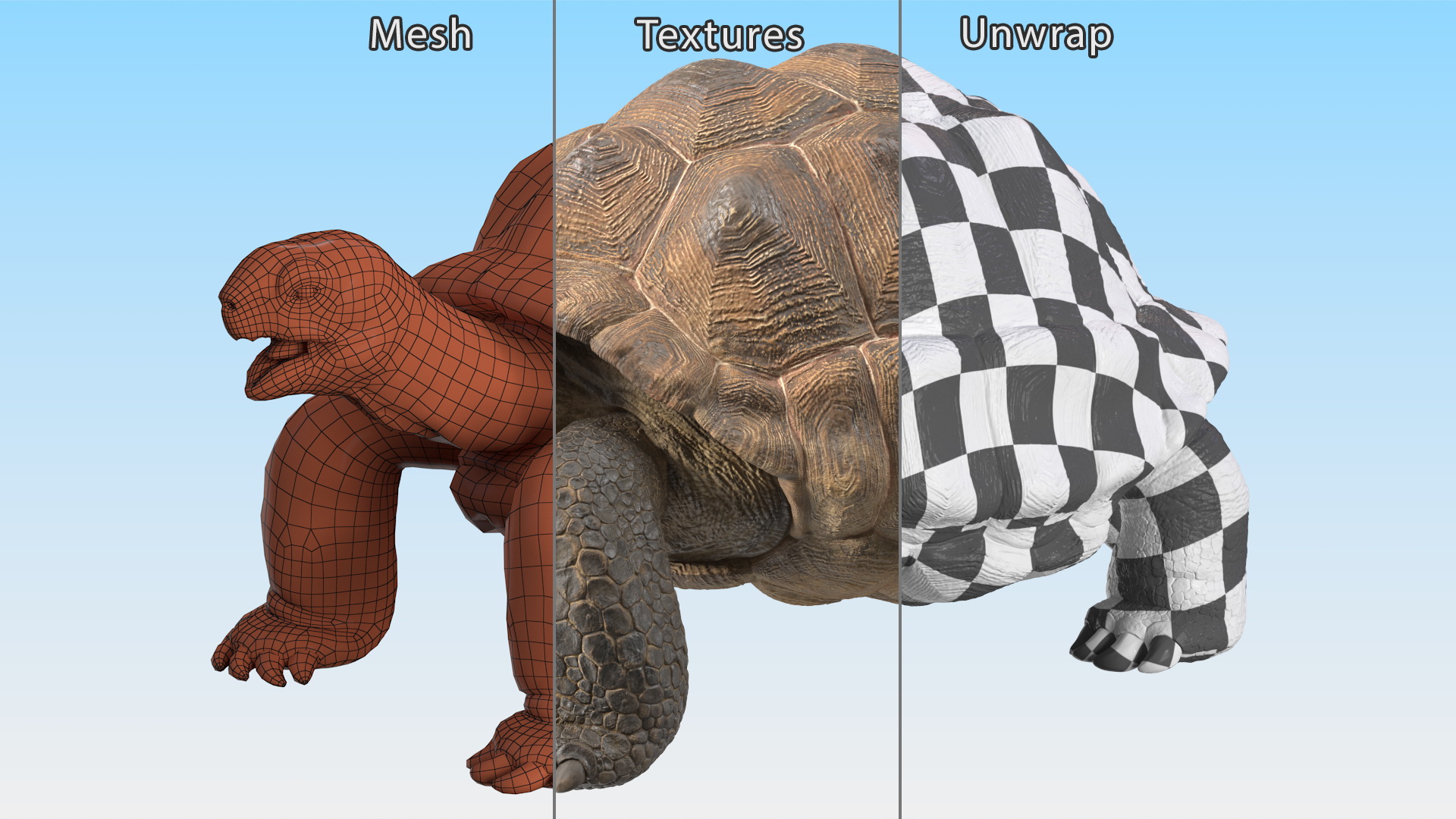 3D Aldabrachelys Gigantea Rigged for Cinema 4D model