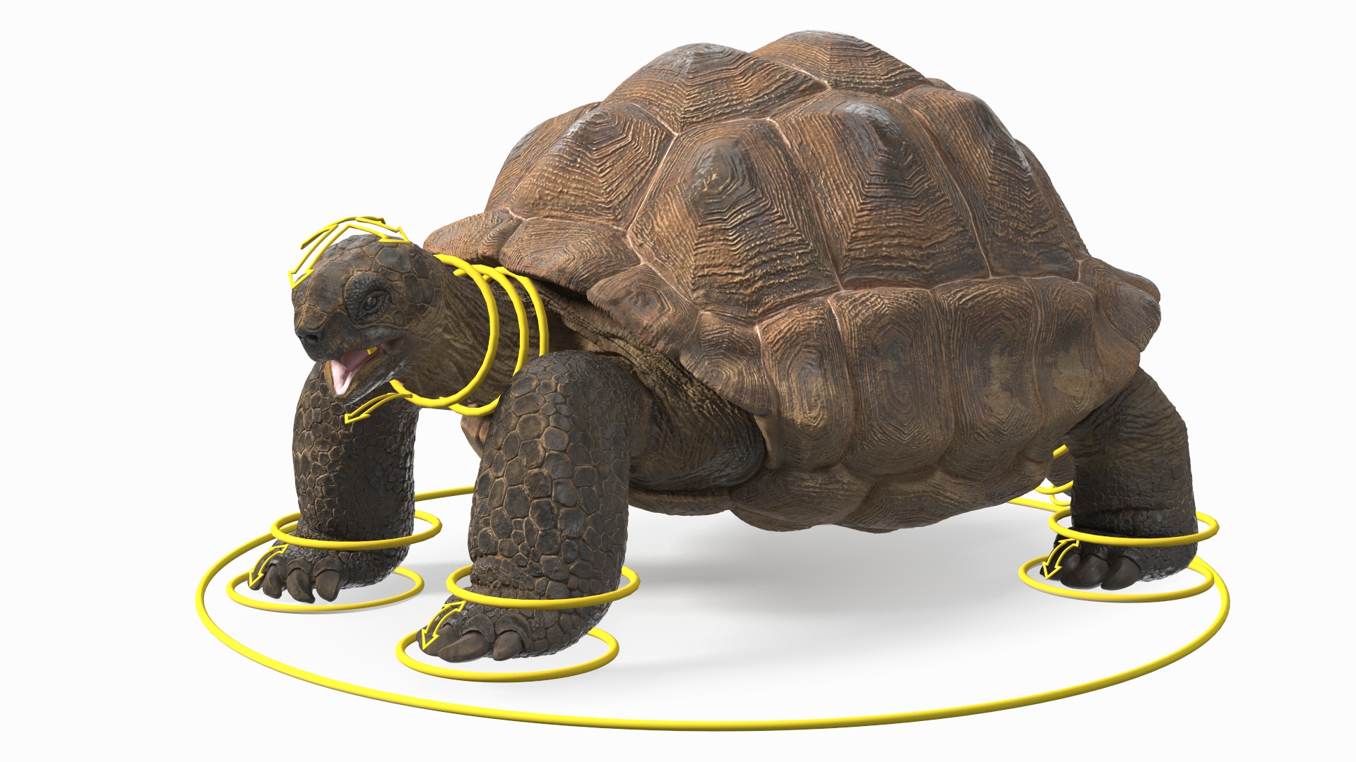 3D Aldabrachelys Gigantea Rigged for Cinema 4D model