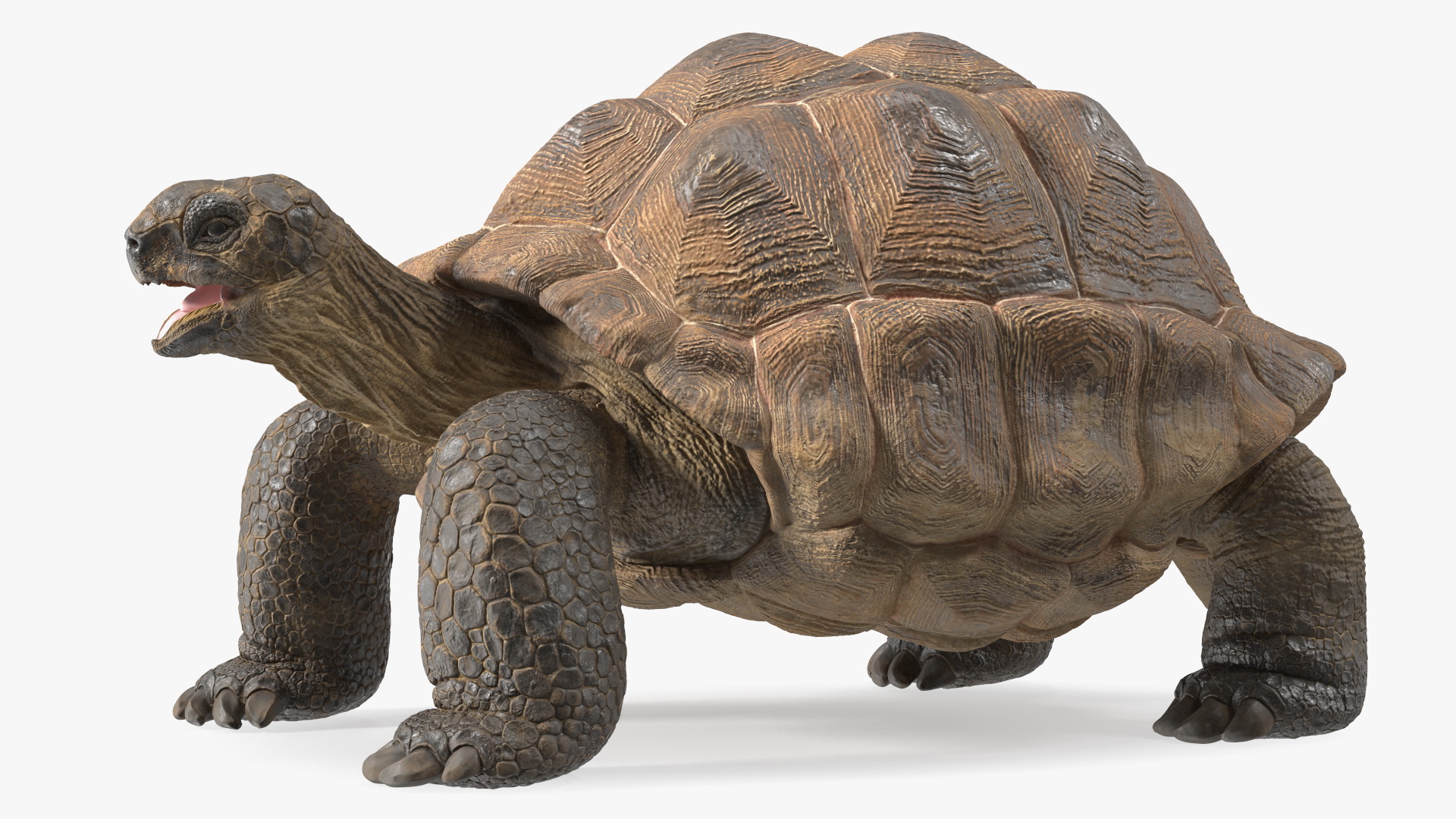 3D Aldabrachelys Gigantea Rigged for Cinema 4D model