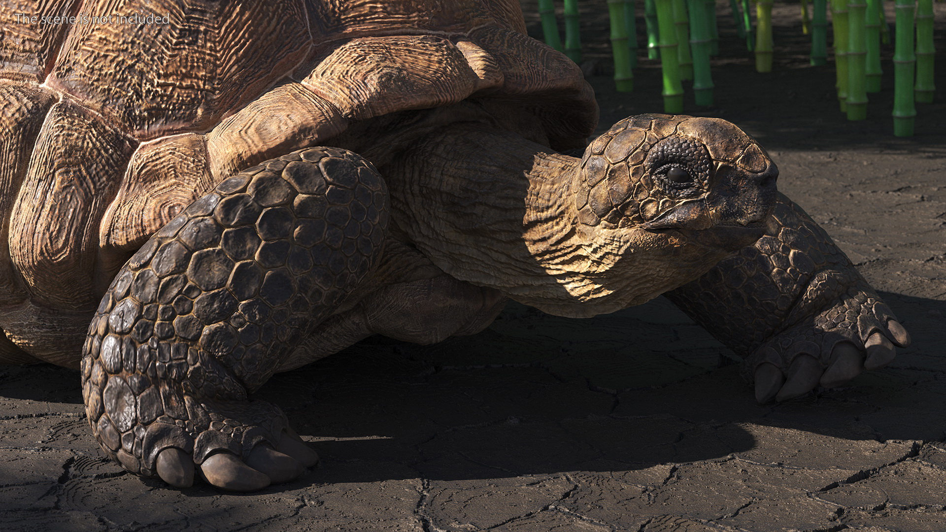 3D Aldabrachelys Gigantea Rigged for Cinema 4D model