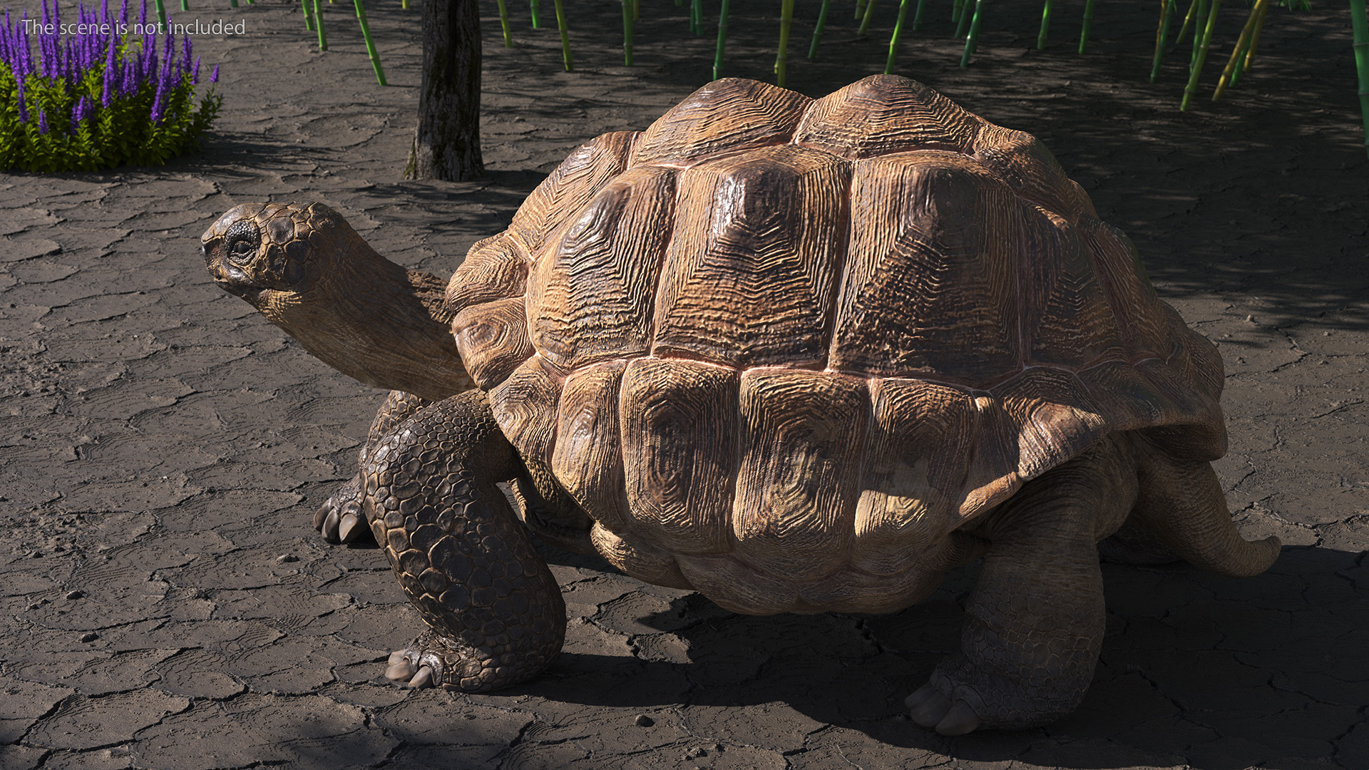 3D Aldabrachelys Gigantea Rigged for Cinema 4D model