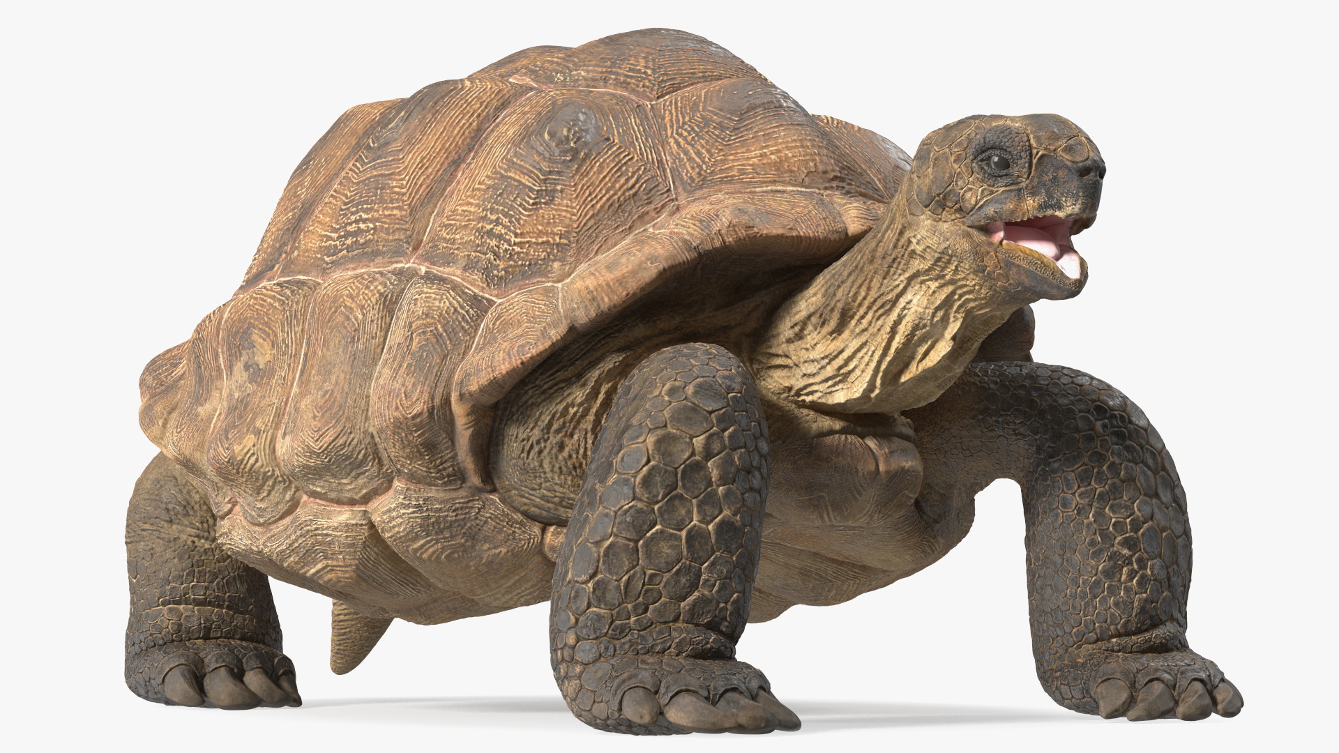 3D Aldabrachelys Gigantea Rigged for Cinema 4D model