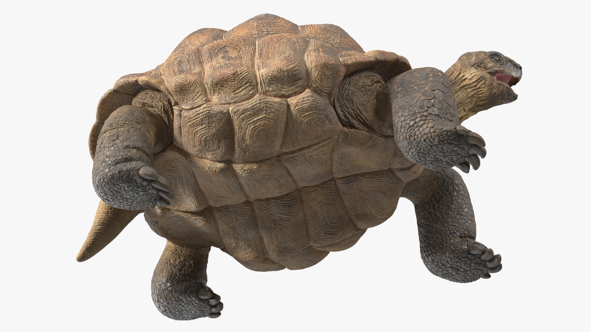 3D Aldabrachelys Gigantea Rigged for Cinema 4D model