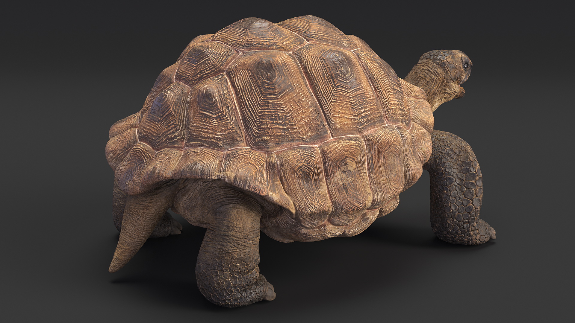 3D Aldabrachelys Gigantea Rigged for Cinema 4D model
