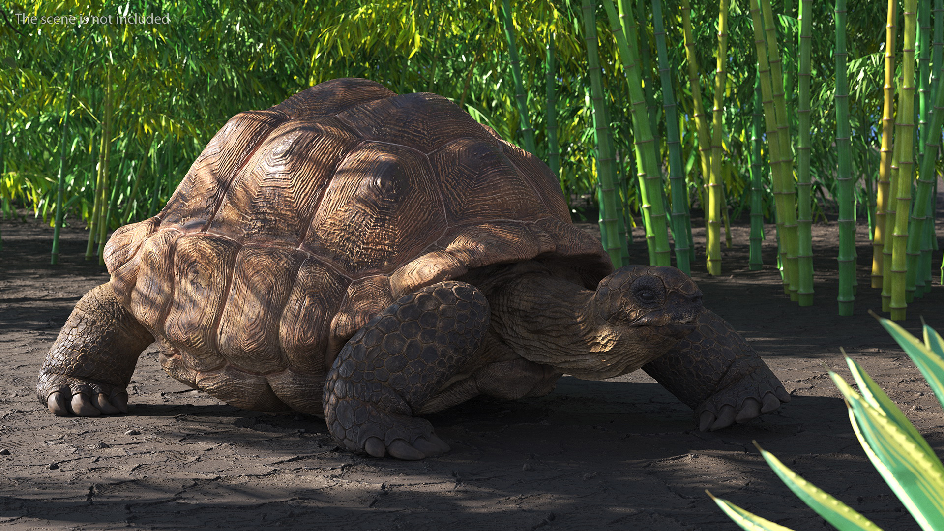 3D Aldabrachelys Gigantea Rigged for Cinema 4D model