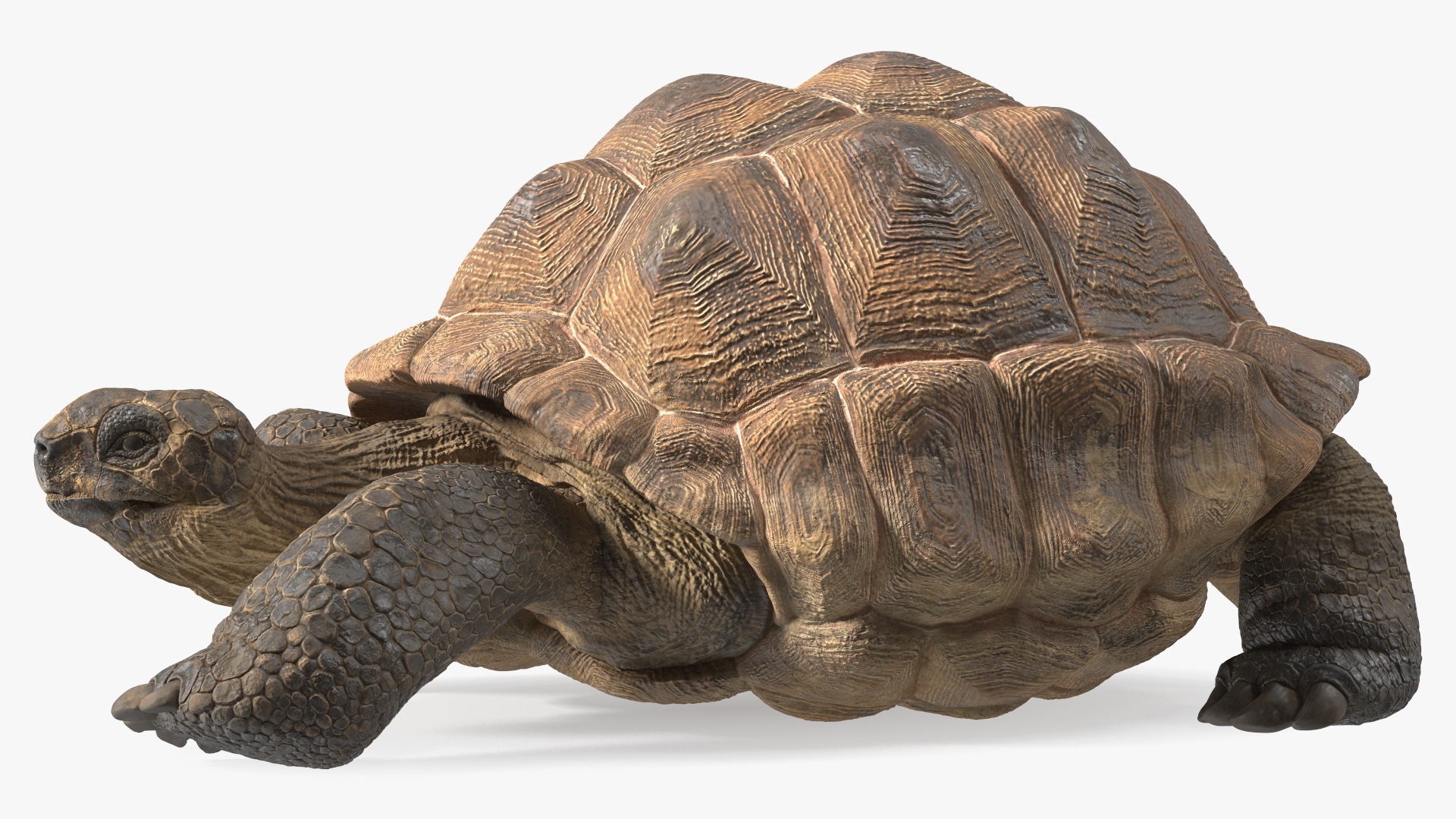 3D Aldabrachelys Gigantea Rigged for Cinema 4D model