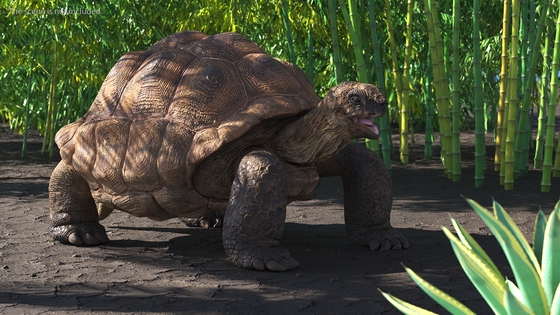 3D Aldabrachelys Gigantea Rigged for Cinema 4D model