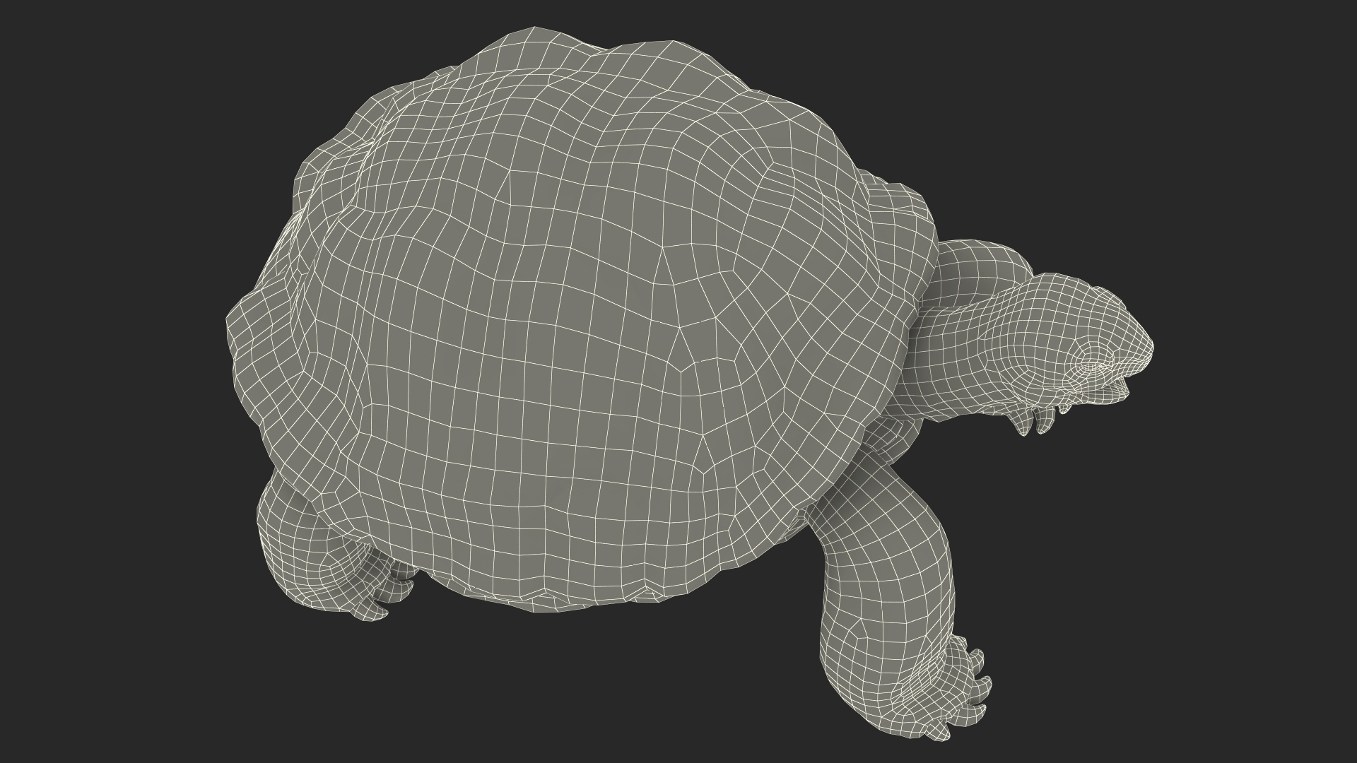 3D Aldabrachelys Gigantea Rigged for Cinema 4D model