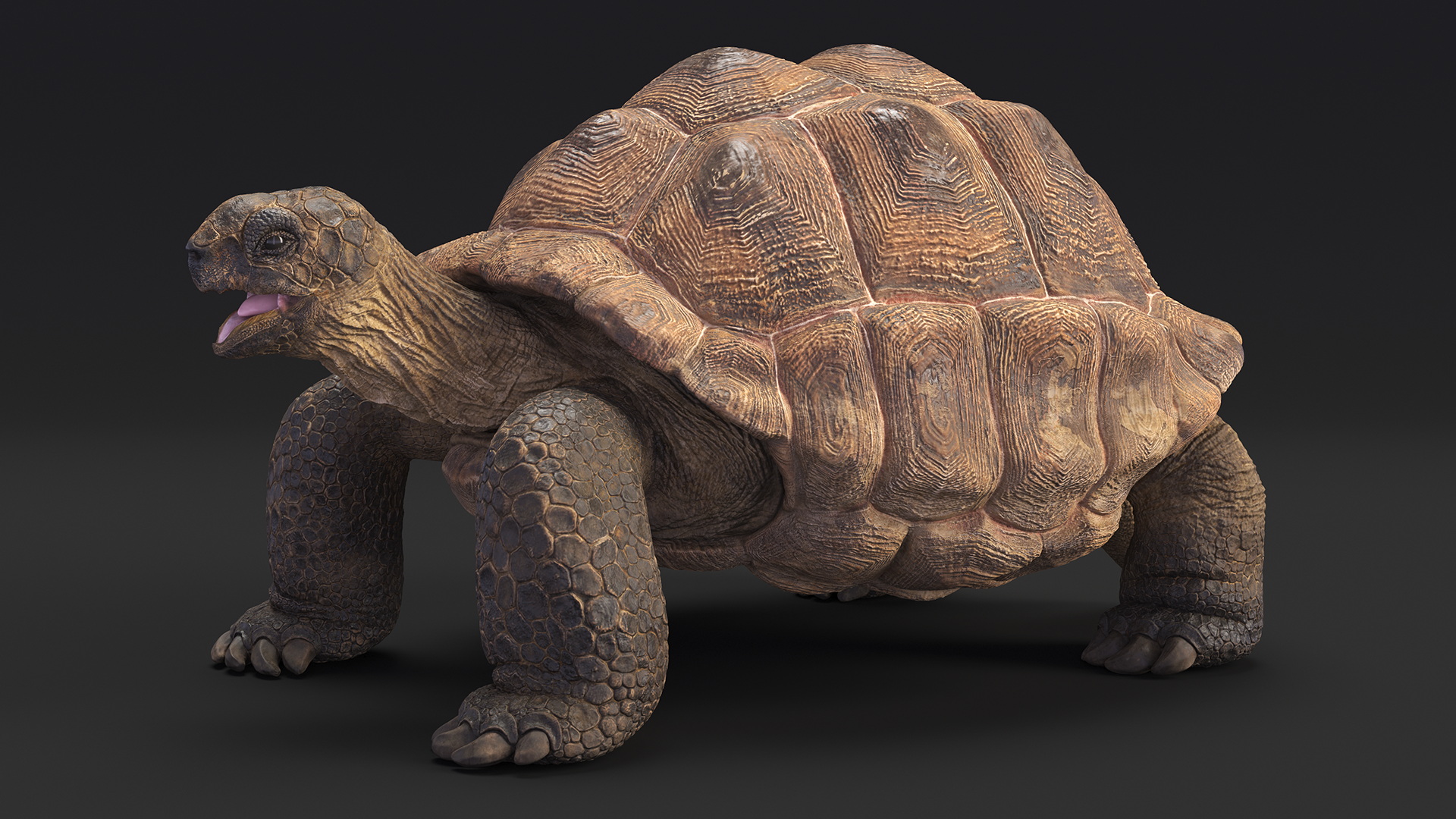 3D Aldabrachelys Gigantea Rigged for Cinema 4D model