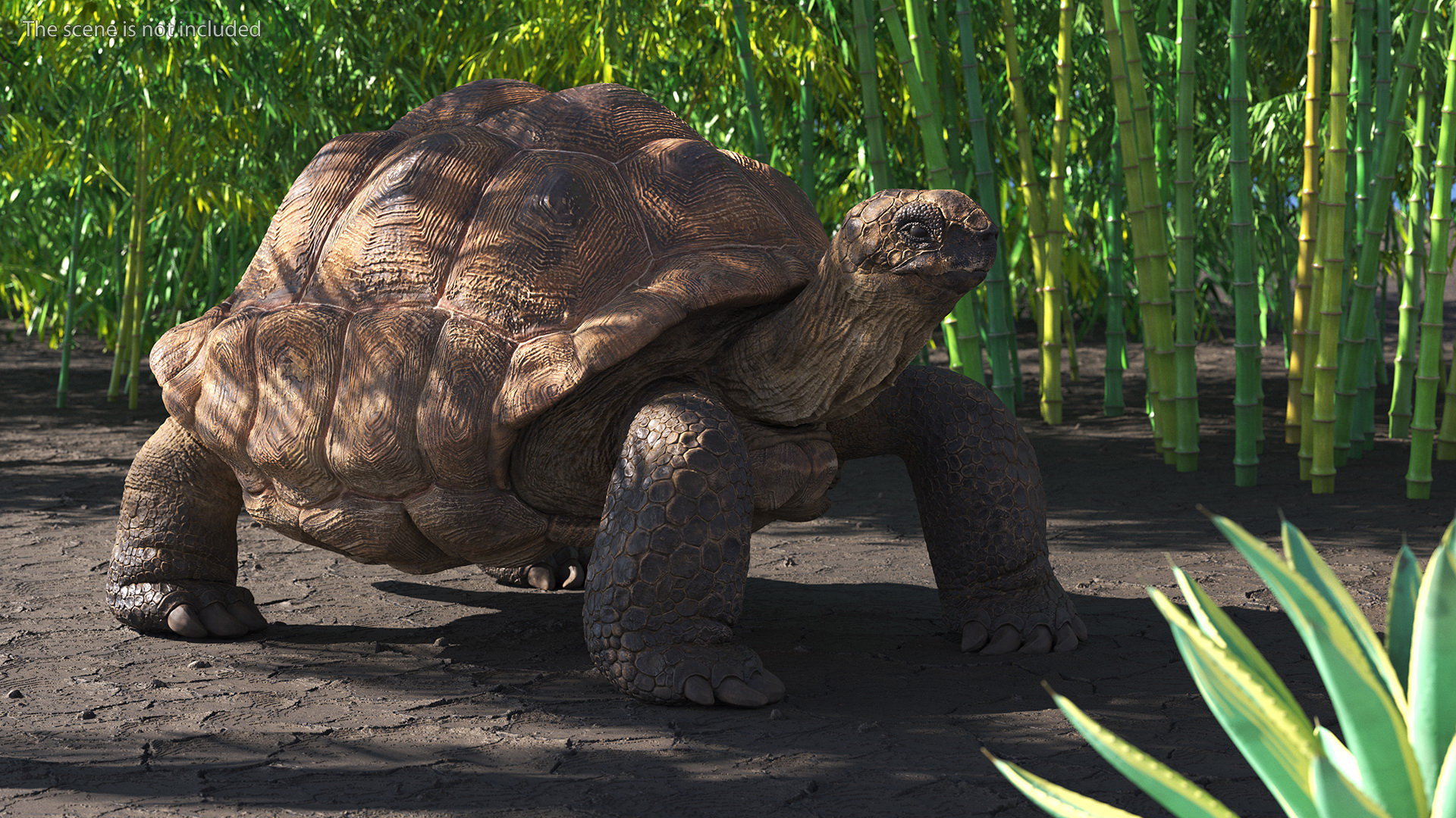 3D Aldabrachelys Gigantea Rigged for Cinema 4D model