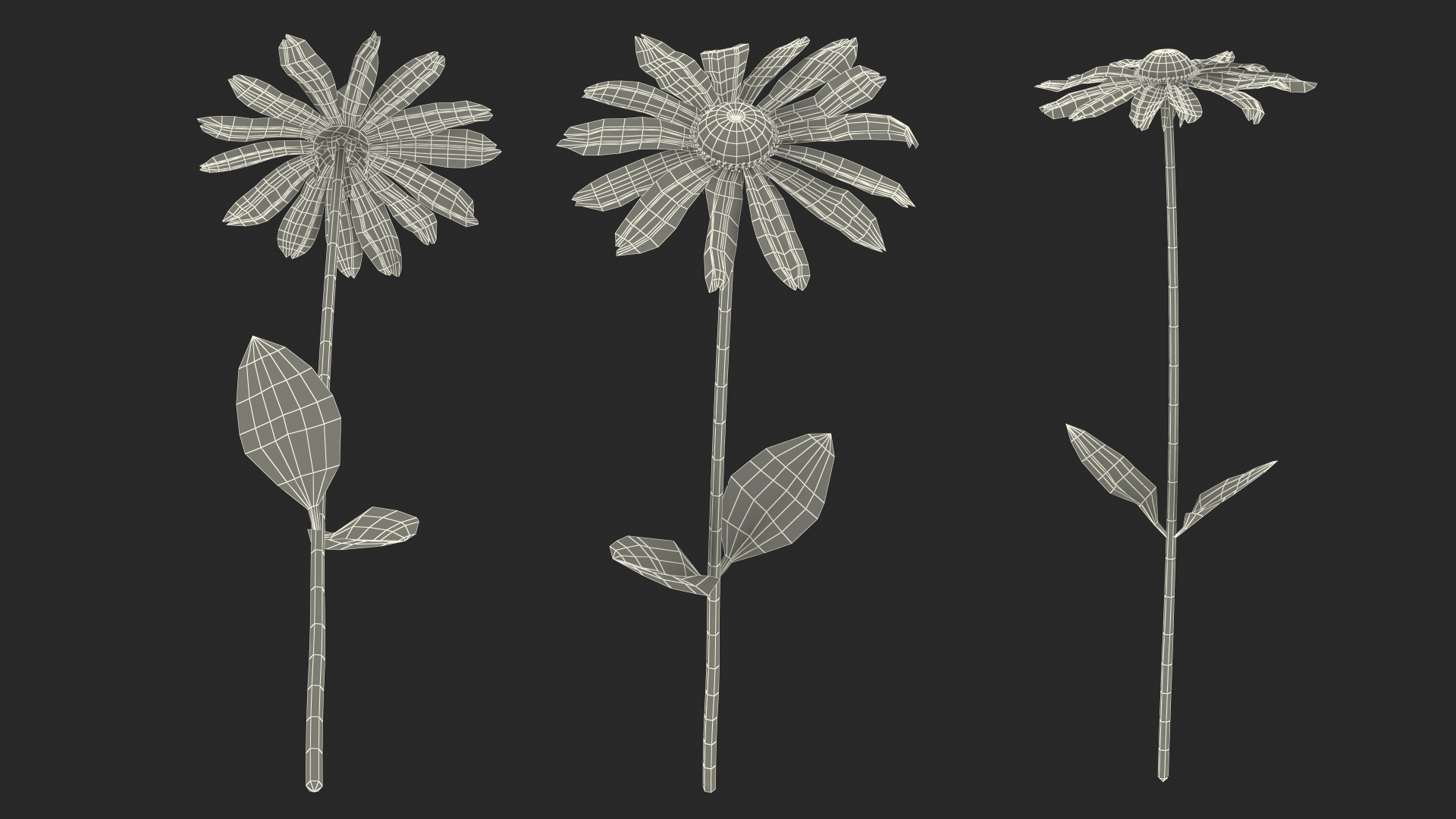 Rudbeckia Hirta Black Eyed Susan Flower 3D model