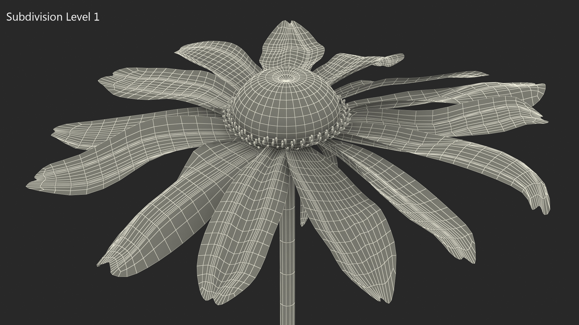 Rudbeckia Hirta Black Eyed Susan Flower 3D model