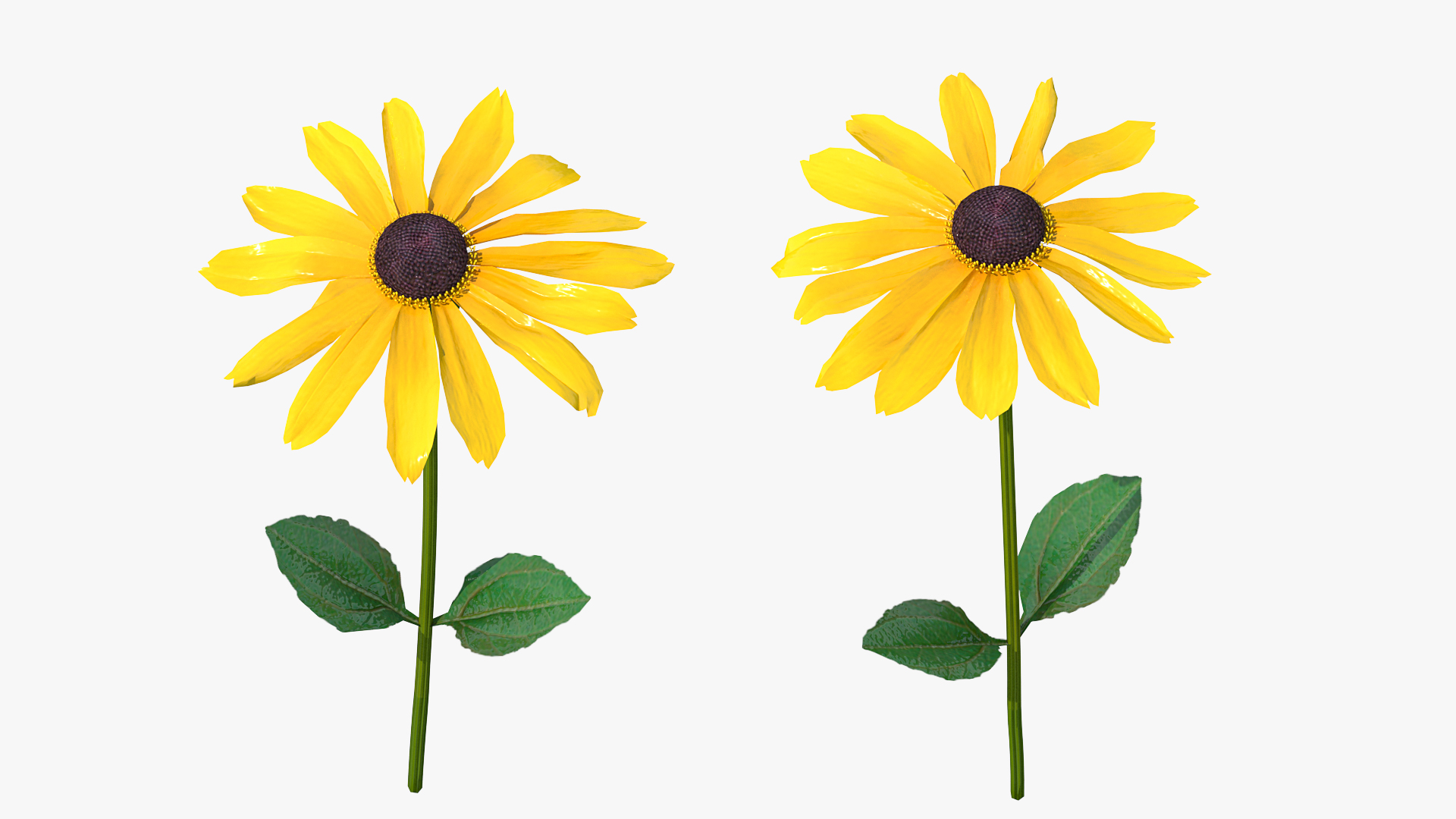 Rudbeckia Hirta Black Eyed Susan Flower 3D model