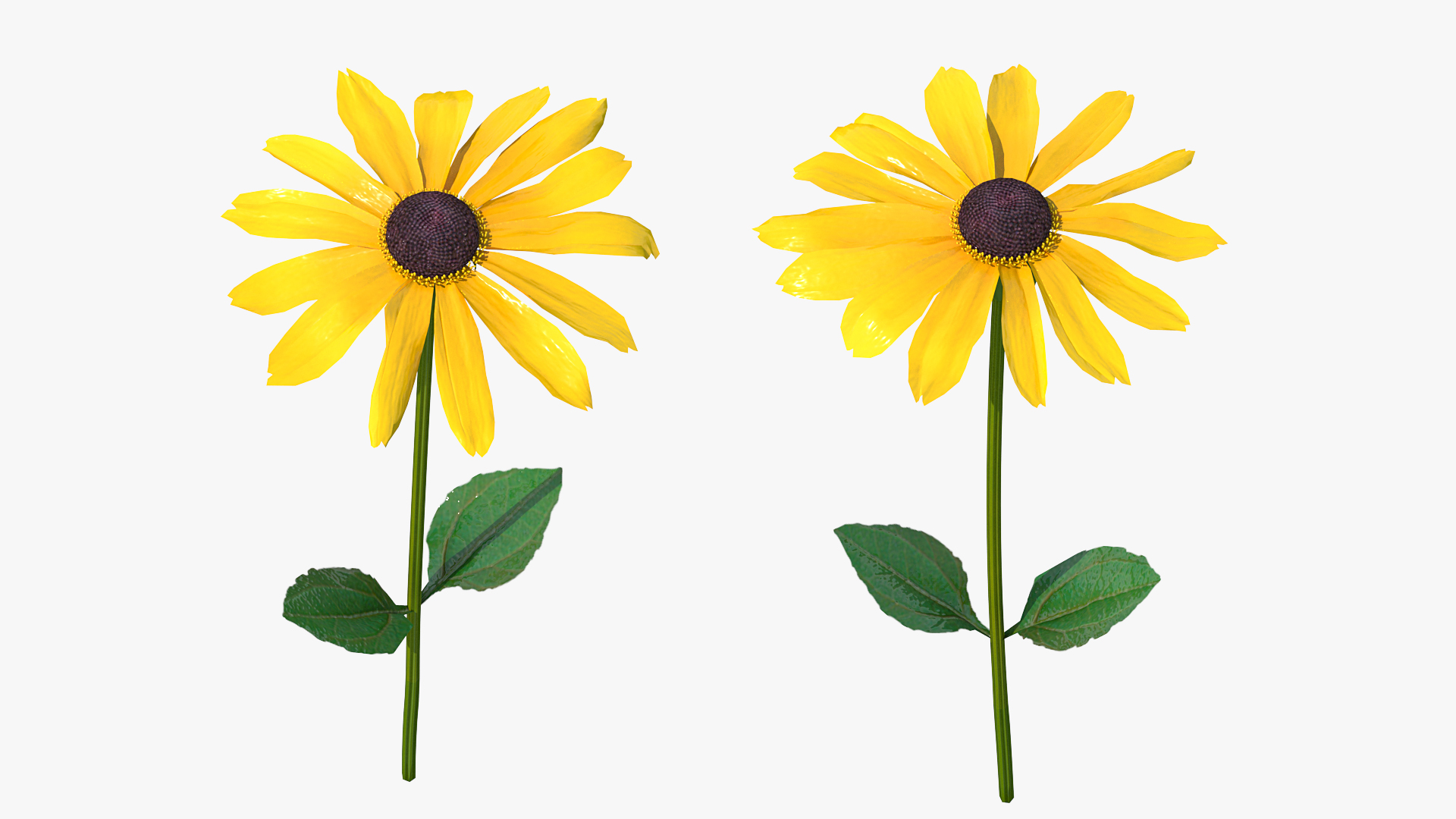Rudbeckia Hirta Black Eyed Susan Flower 3D model